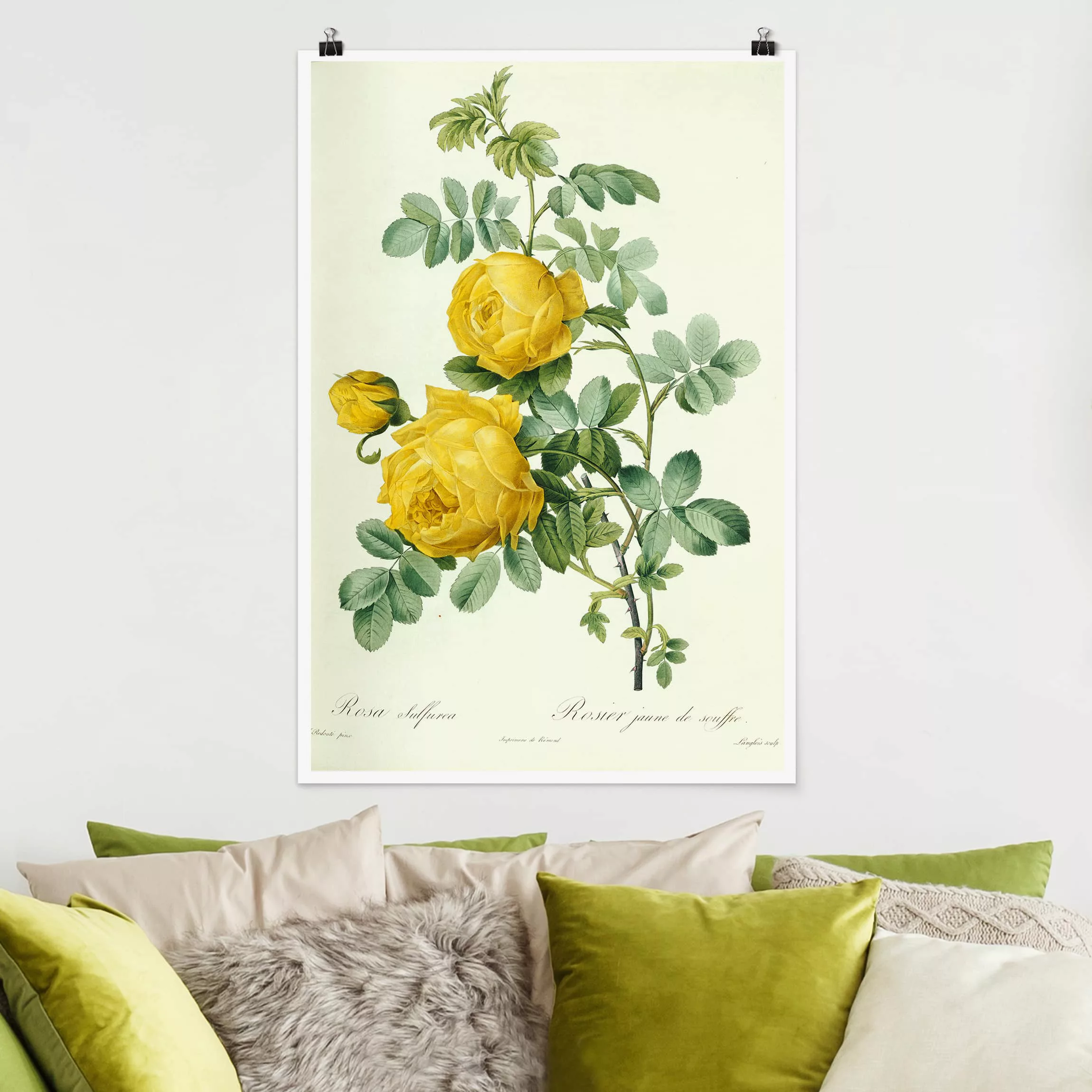 Poster Kunstdruck - Hochformat Pierre Joseph Redouté - Rosa Sulfurea günstig online kaufen