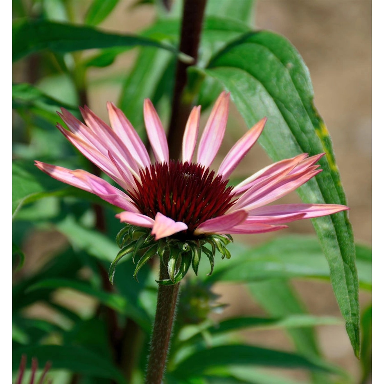 Sonnenhut Augustkönigin - Echinacea purpurea günstig online kaufen