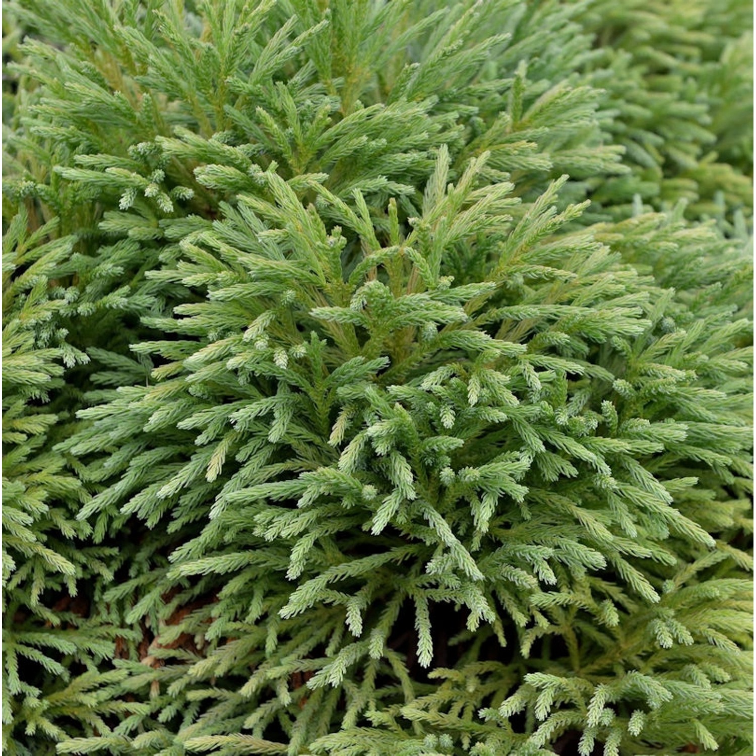 Japanische Sicheltanne Dinger 15-20cm - Cryptomeria japonica günstig online kaufen