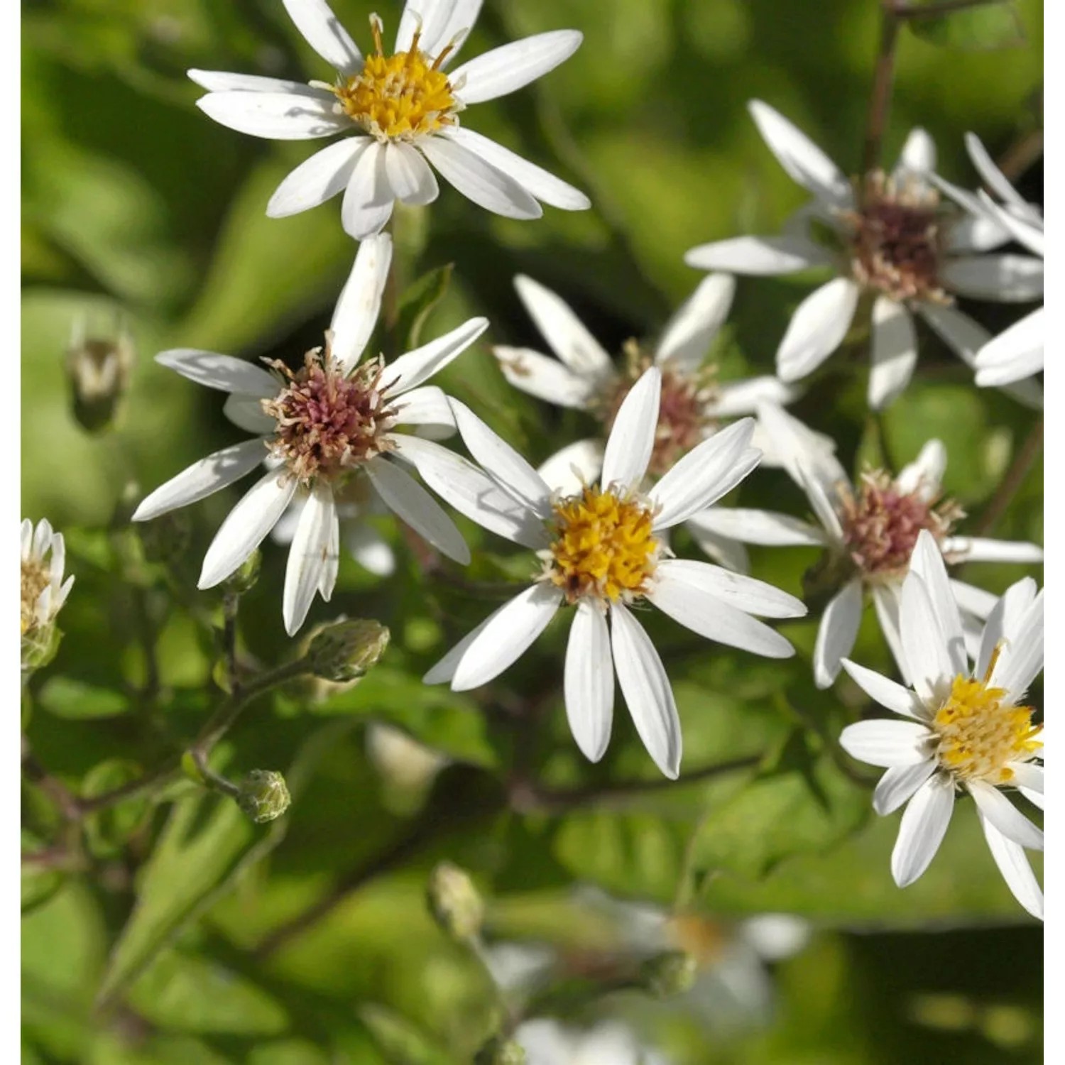 Schrebers Aster - Aster schreberi günstig online kaufen