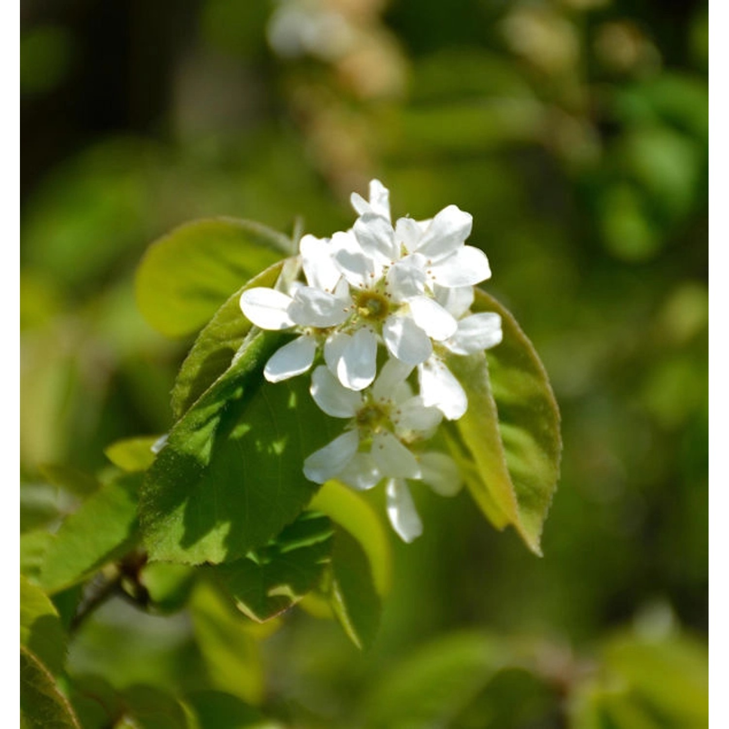 Ähren Felsenbirne 80-100cm - Amelanchier spicata günstig online kaufen