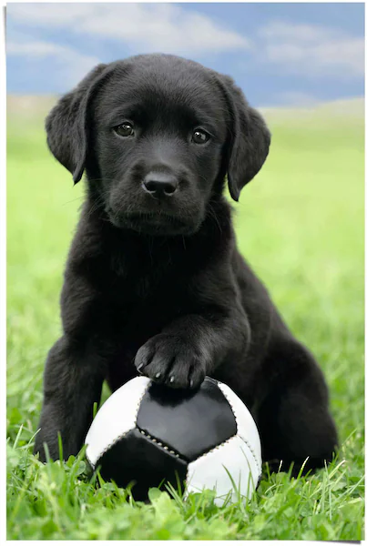 Reinders! Poster »Labrador Welpe Fußball«, (1 St.) günstig online kaufen