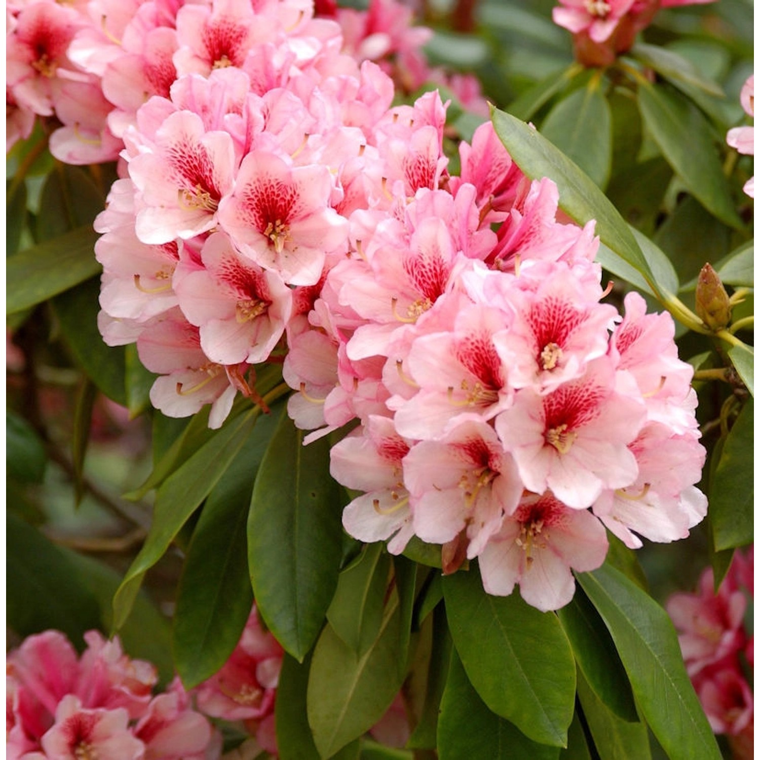 INKARHO - Großblumige Rhododendron Off Shot 40-50cm - Alpenrose günstig online kaufen