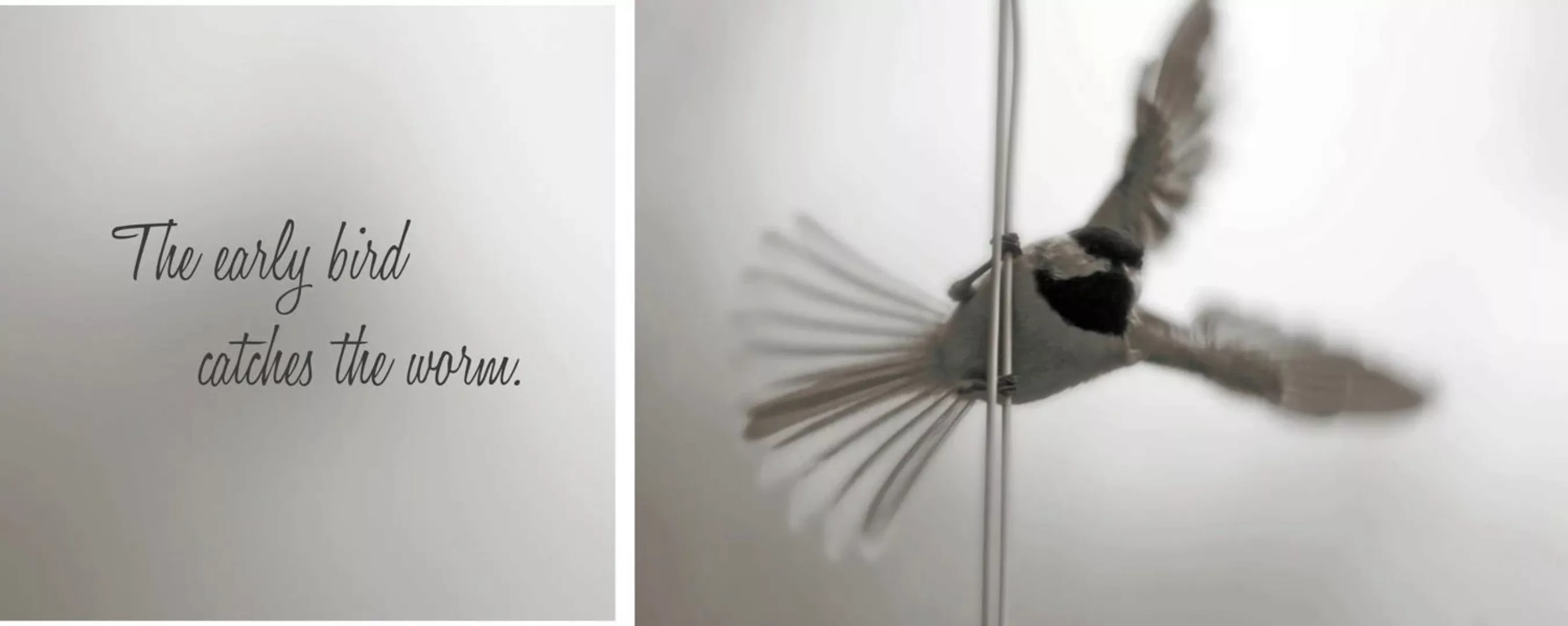 queence Leinwandbild »Early Bird«, Vogelbilder-Vögel-Kunst-Modern-Spa-Spa B günstig online kaufen