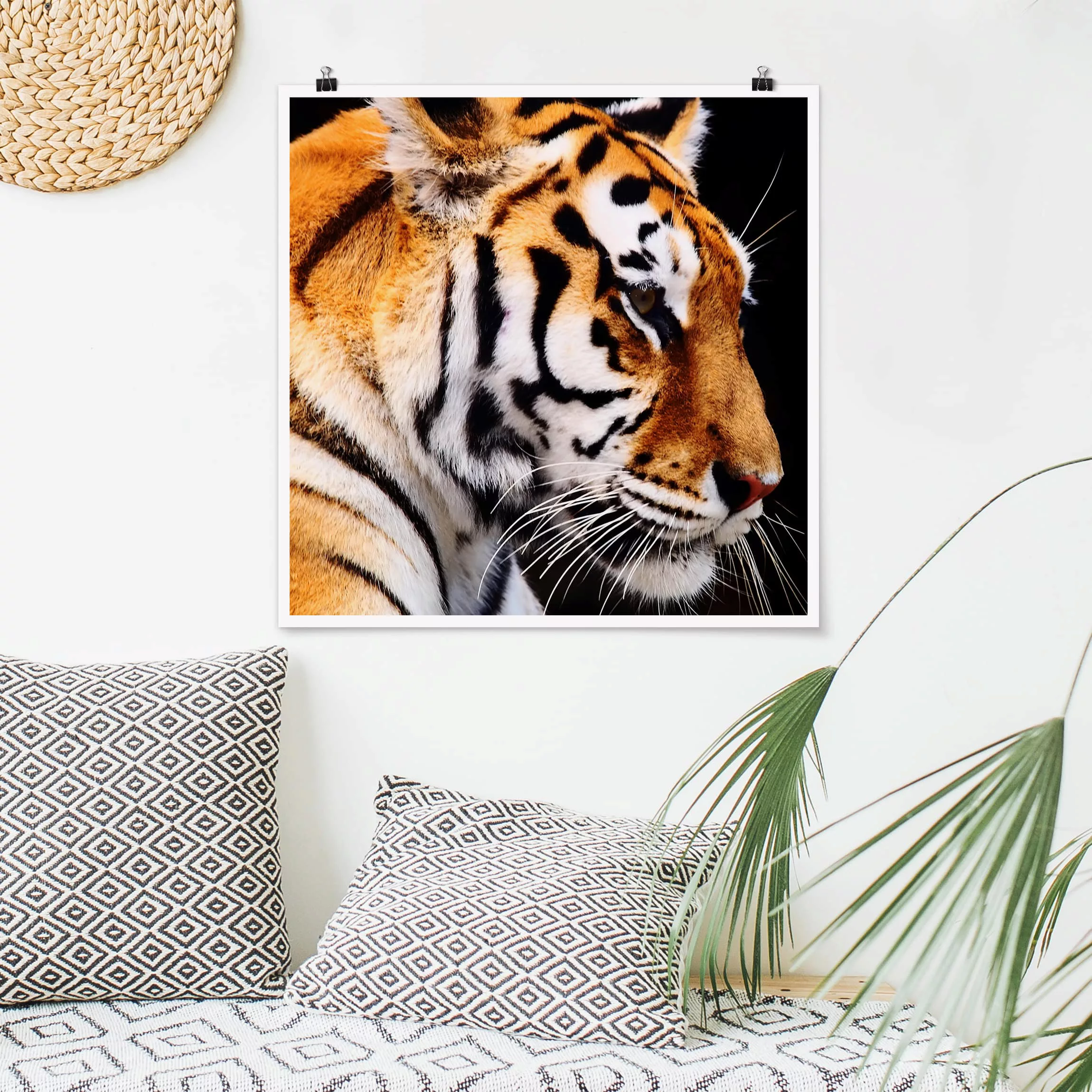 Poster Tiere - Quadrat Tiger Schönheit günstig online kaufen