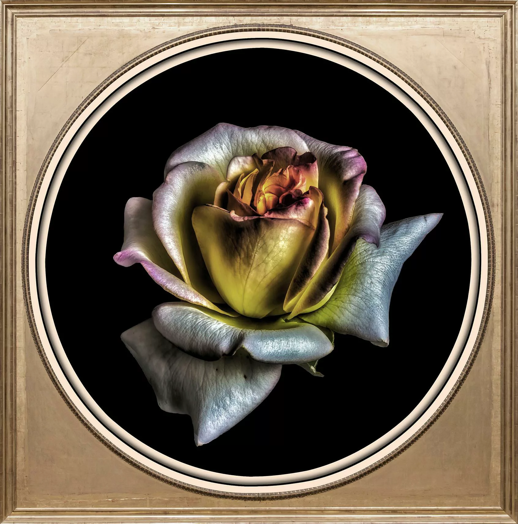 queence Acrylglasbild "Rose" günstig online kaufen