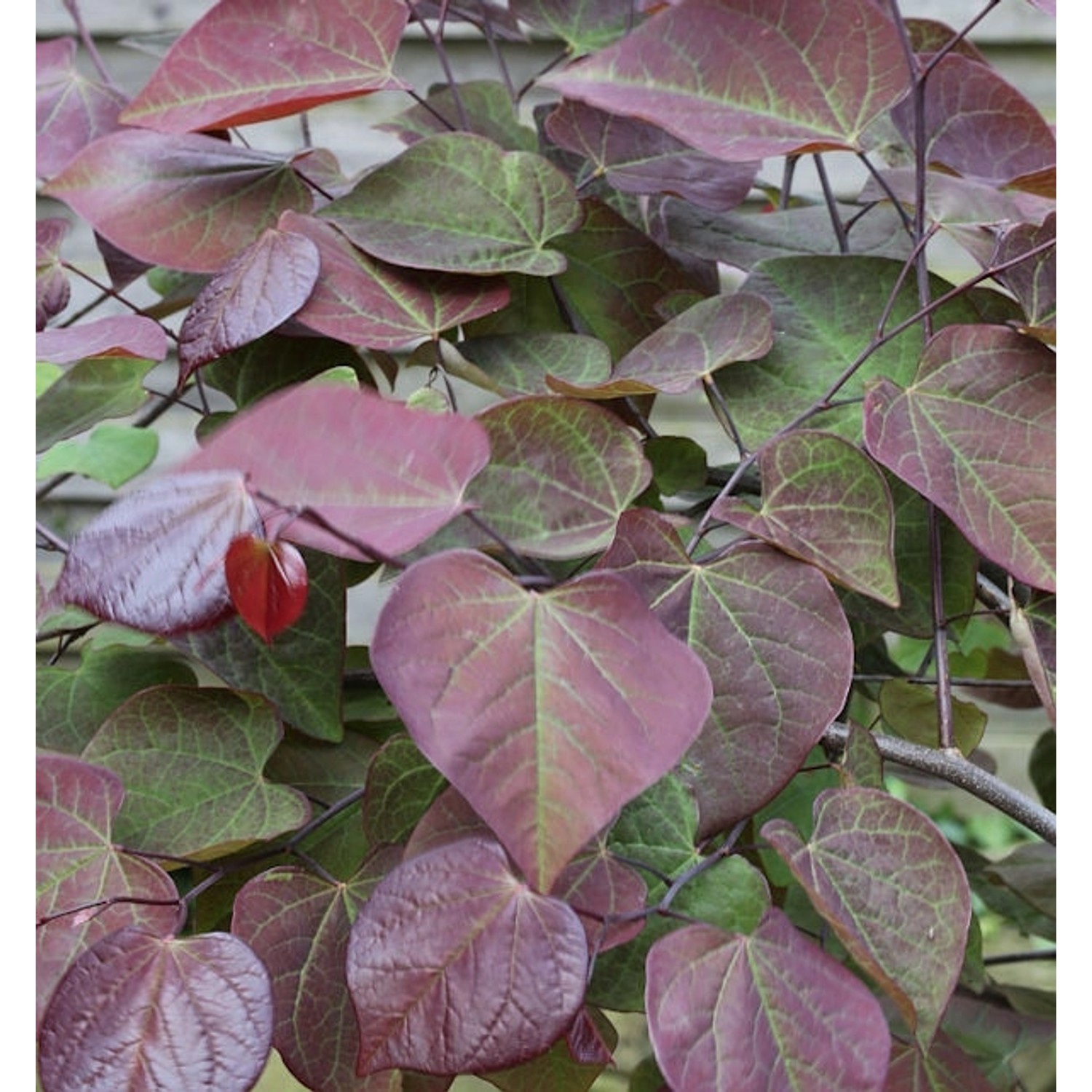 Kanadischer Judasbaum Ruby Falls 30-40cm - Cercis canadensis günstig online kaufen