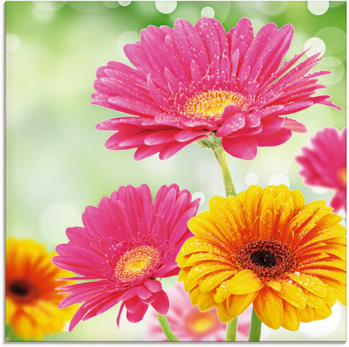 Artland Glasbild "Natürliche Romantik - Gerberas", Blumen, (1 St.), in vers günstig online kaufen