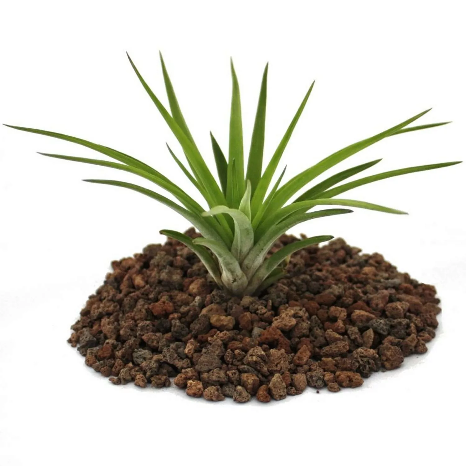 Exotenherz Tillandsia Brachycaulos Abdida Lose Pflanze Gross günstig online kaufen