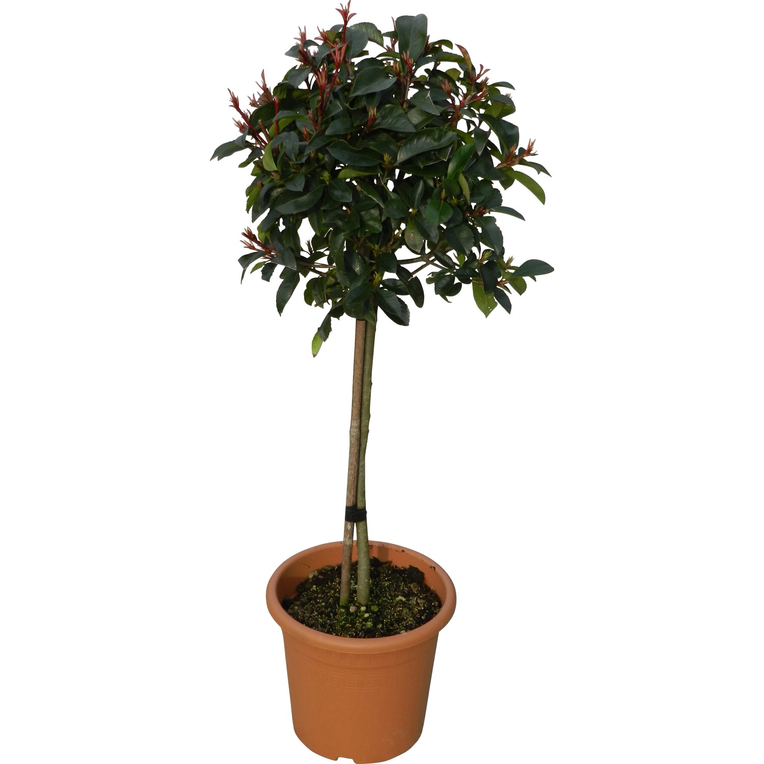 GROW by OBI Glanzmispel Red Robin Höhe ca. 65 cm Topf ca. 9 l Photinia günstig online kaufen