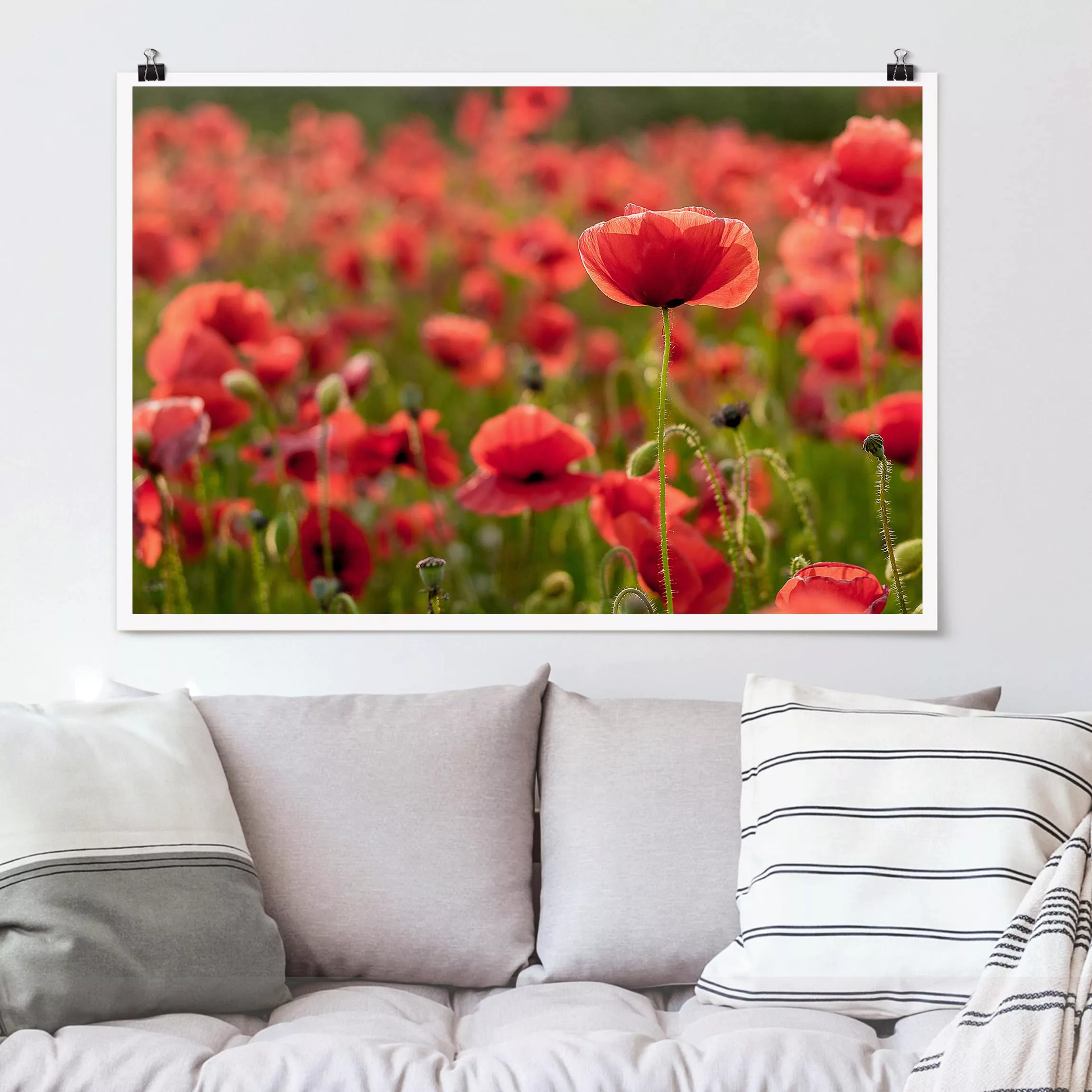Poster Blumen - Querformat Mohnfeld im Sonnenlicht günstig online kaufen