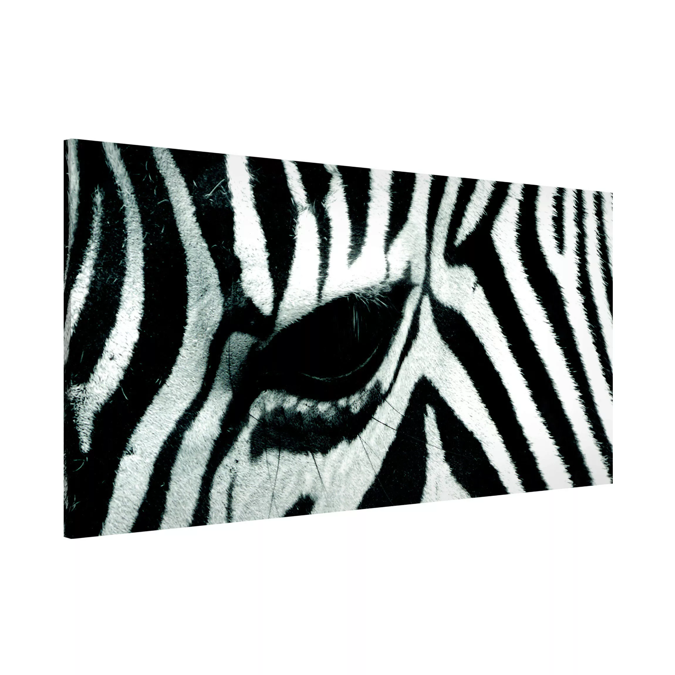 Magnettafel Tiere - Querformat 2:1 Zebra Crossing günstig online kaufen