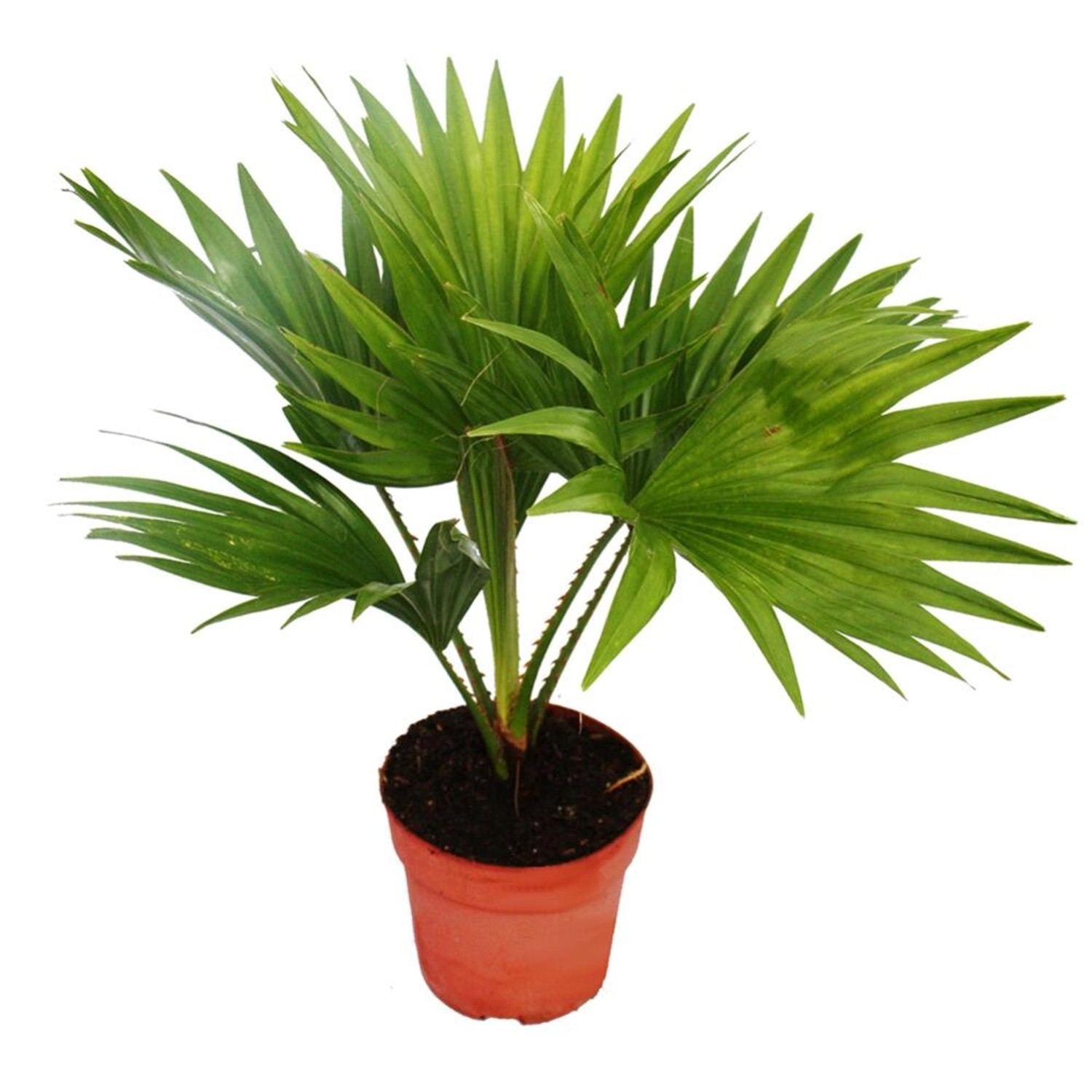 Exotenherz Zimmerpalme Livistona Rotundifola Zimmerpflanze günstig online kaufen
