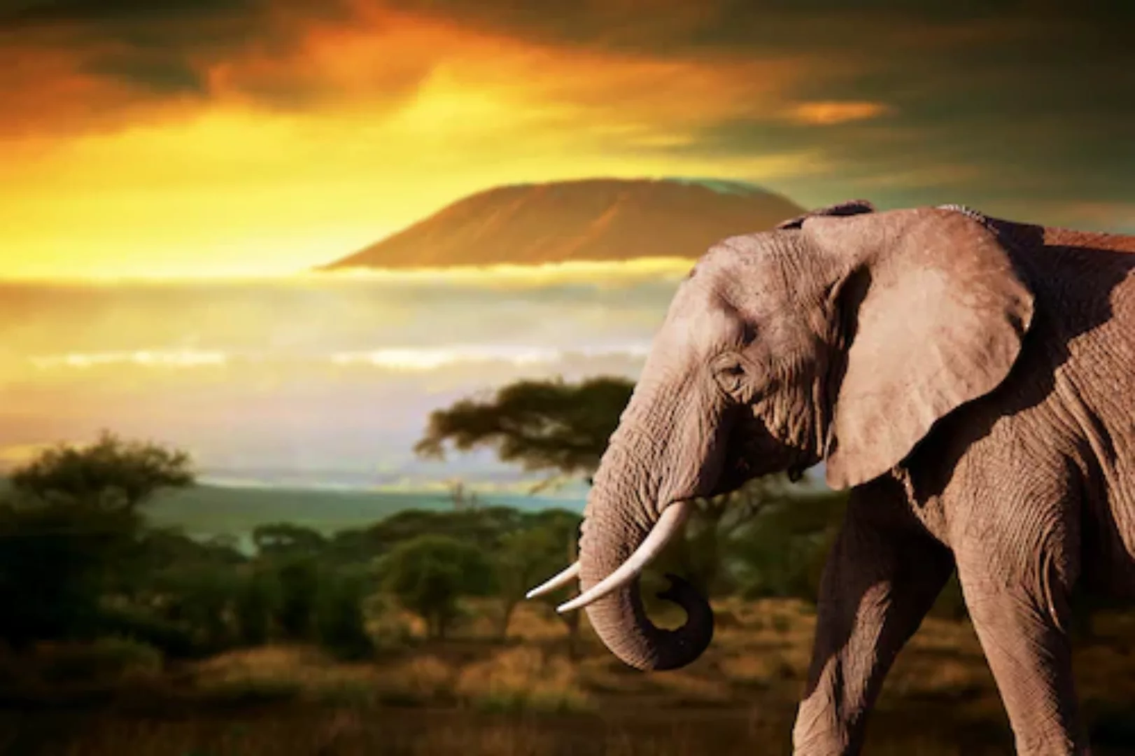 Papermoon Fototapete »Elefant von Kilimanjaro« günstig online kaufen