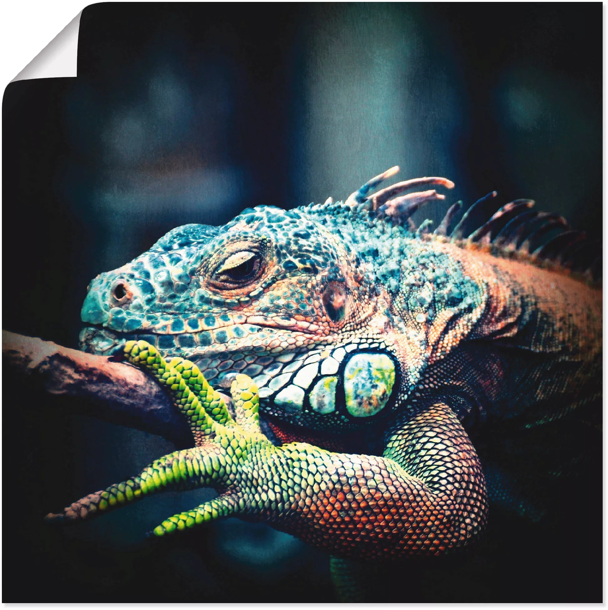 Artland Wandbild "Leguan", Reptilien, (1 St.), als Leinwandbild, Poster in günstig online kaufen
