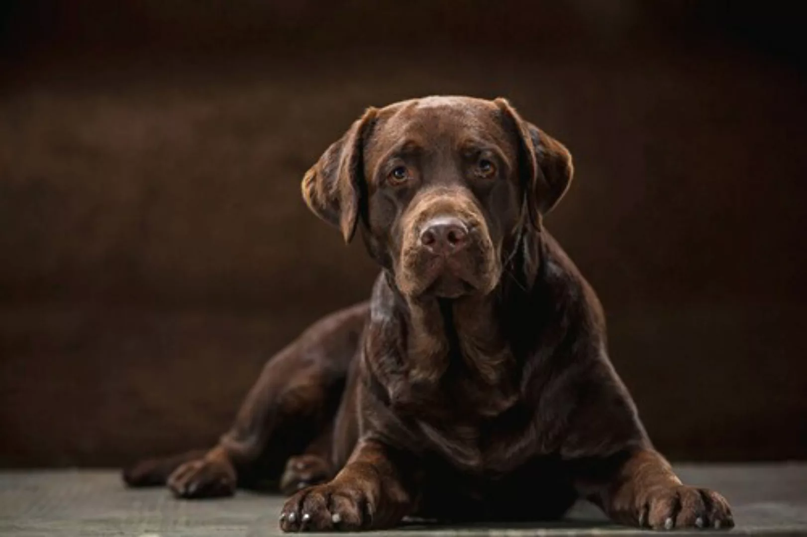 Papermoon Fototapete »hund« günstig online kaufen