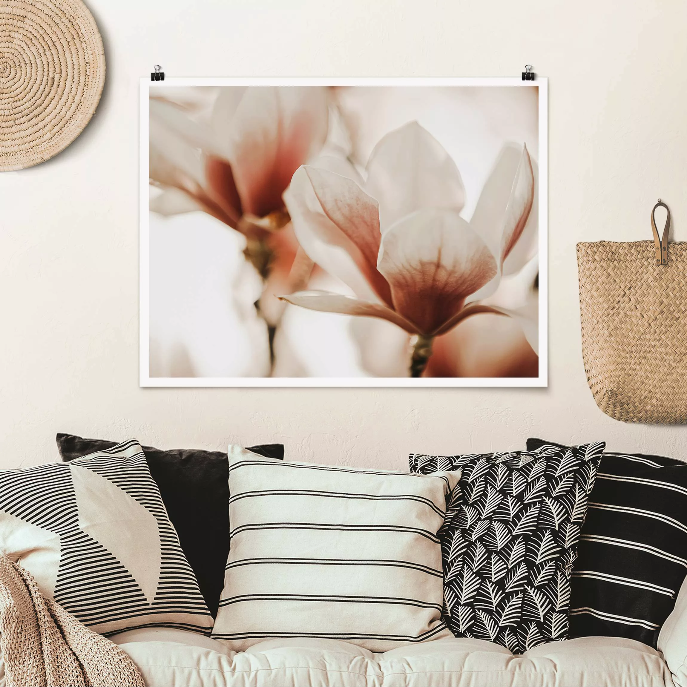 Poster Zarte Magnolienblüten im Lichtspiel günstig online kaufen