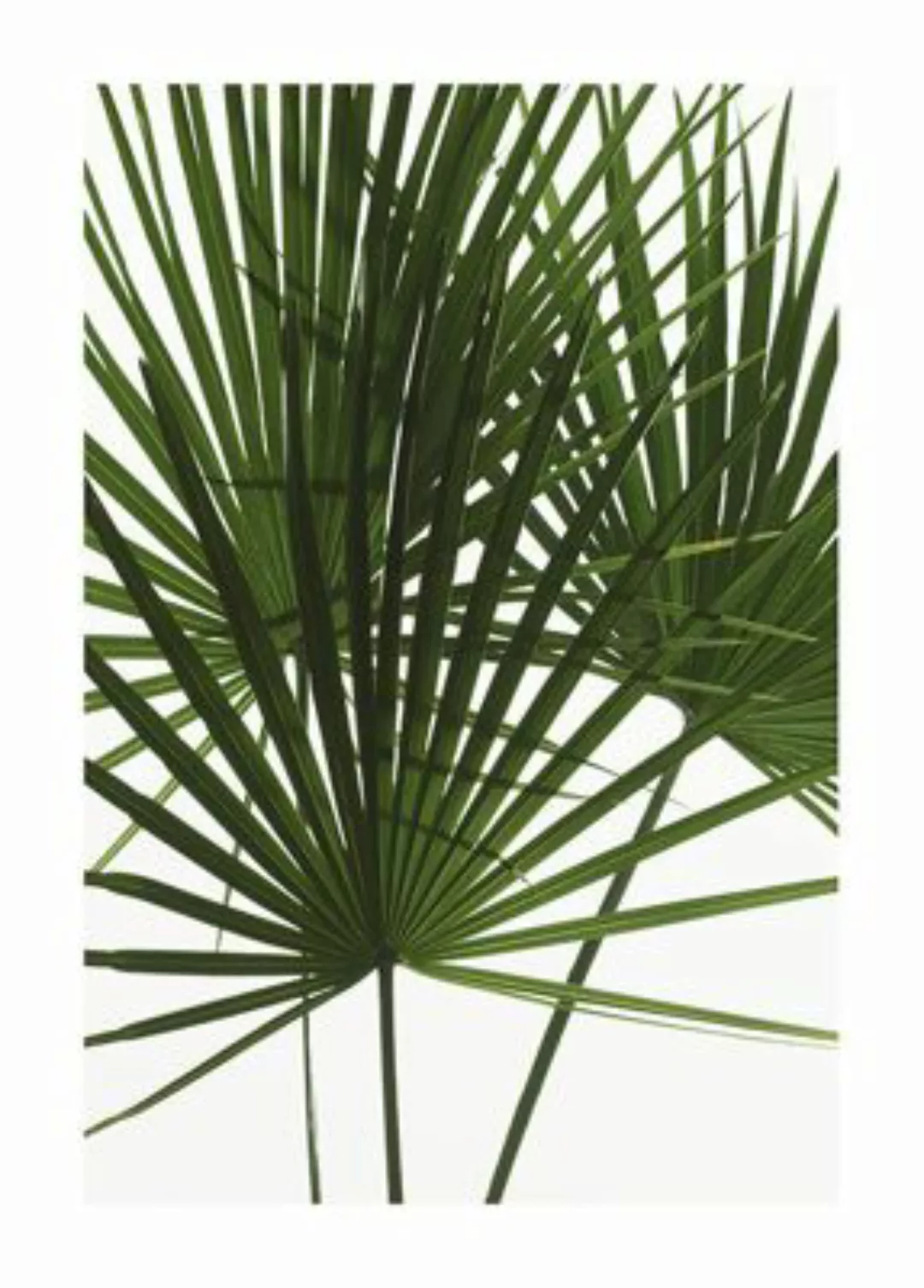 KOMAR Wandbild - Palmtree Leaves - Größe: 50 x 70 cm mehrfarbig Gr. one siz günstig online kaufen