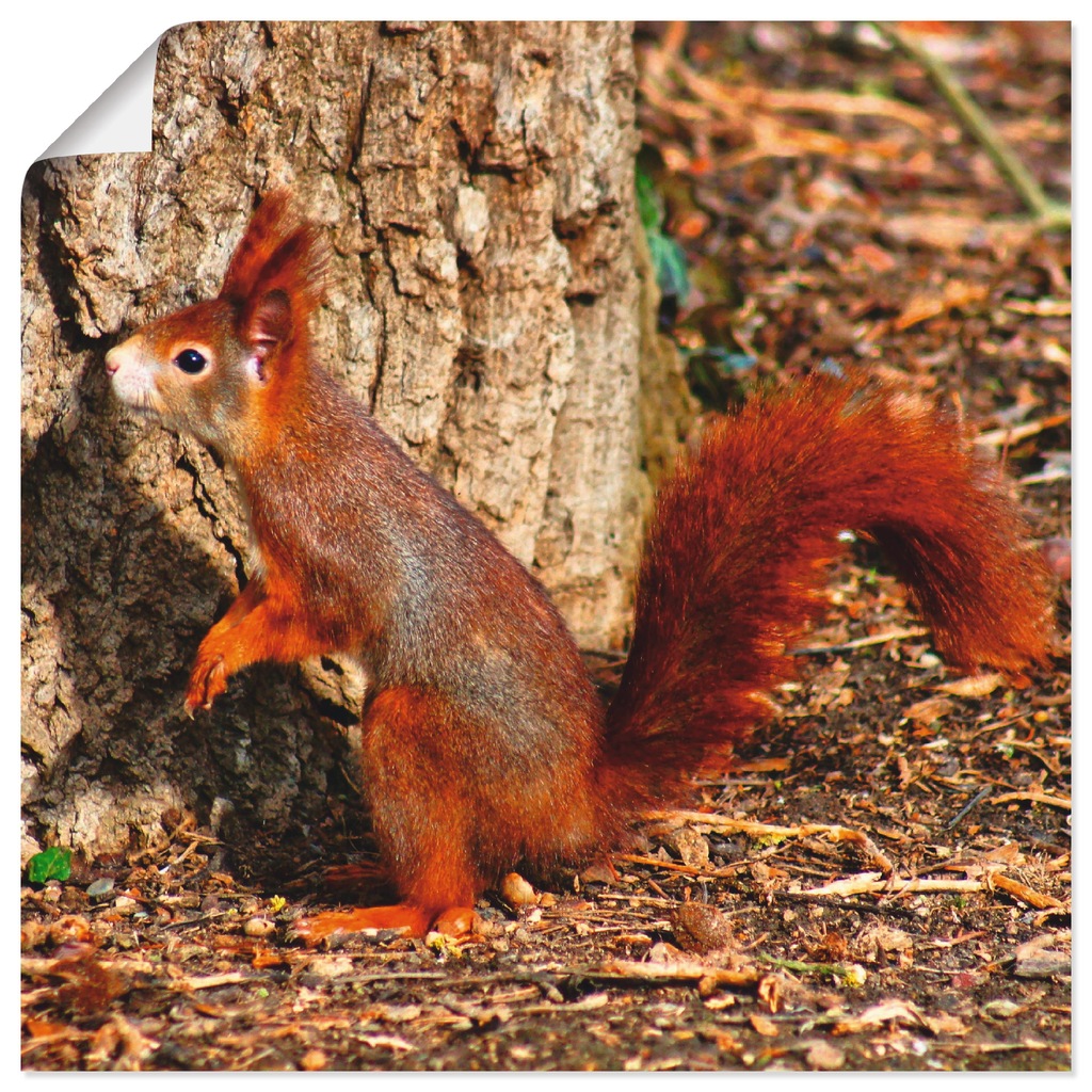 Artland Wandbild "Rotes Eichhörnchen will hoch hinaus", Wildtiere, (1 St.), günstig online kaufen