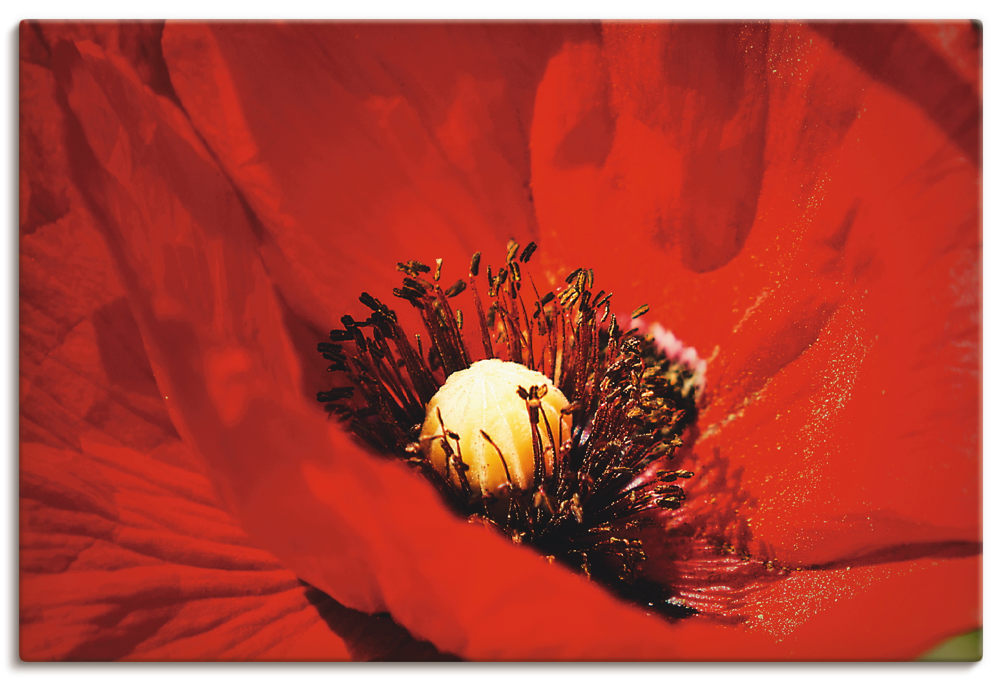 Artland Wandbild "Roter Mohn", Blumen, (1 St.), als Alubild, Leinwandbild, günstig online kaufen