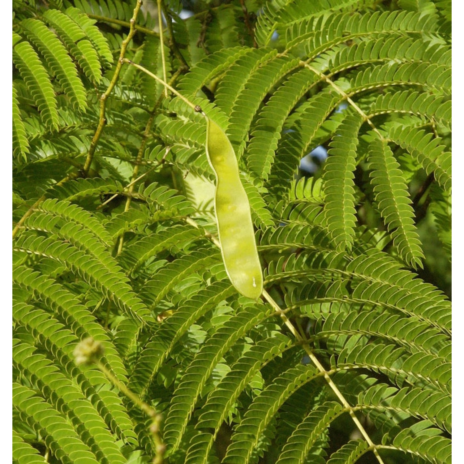 Seidenakazie - Schlafbaum 60-80cm - Albizia julibrissin günstig online kaufen