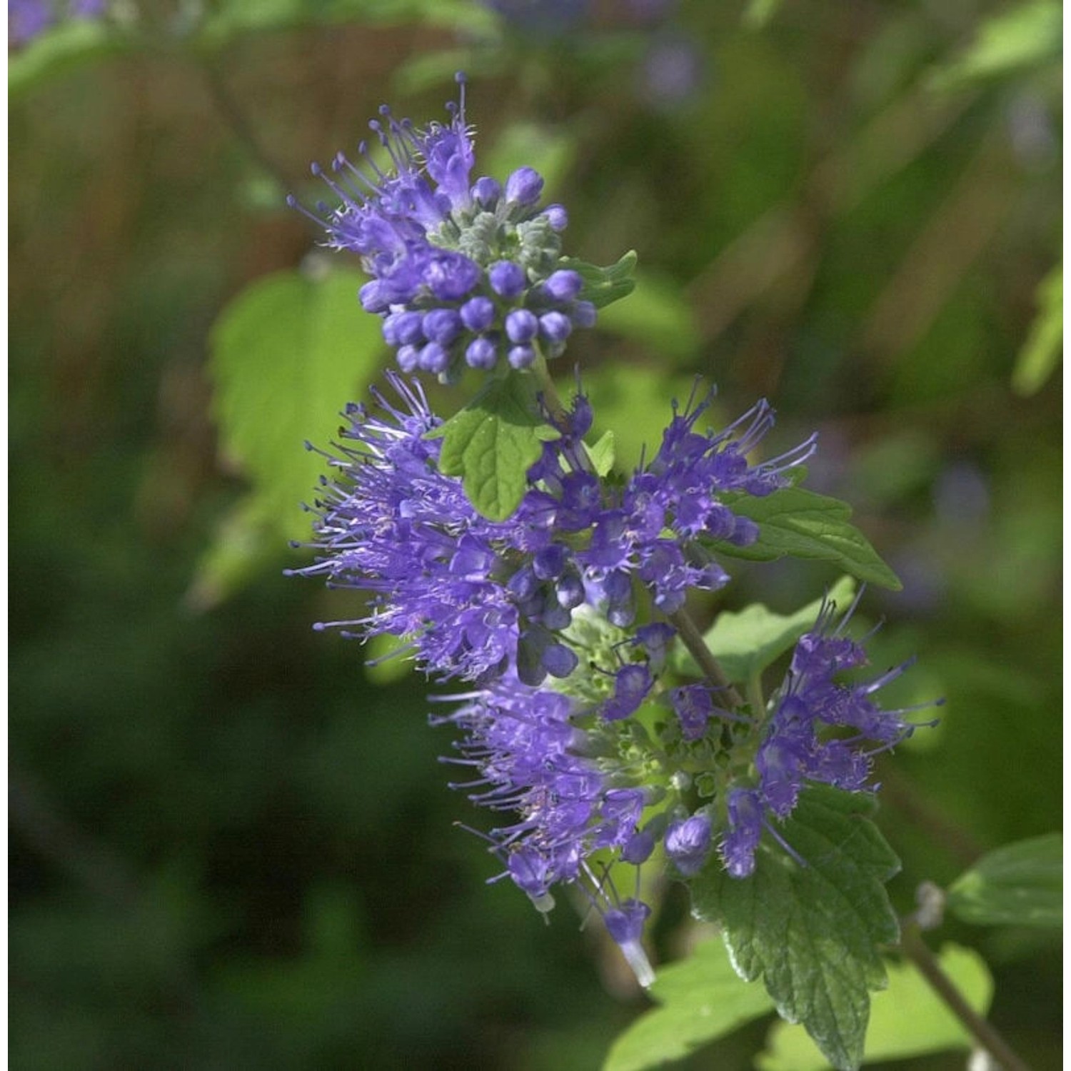 Bartblume Blue Cloud 40-60cm - Caryopteris clandonensis günstig online kaufen