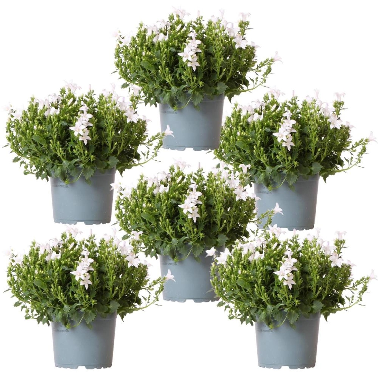 Exotenherz Campanula Addenda Glockenblume Weiß 12cm Topf 6 Pflanzen Ausreic günstig online kaufen