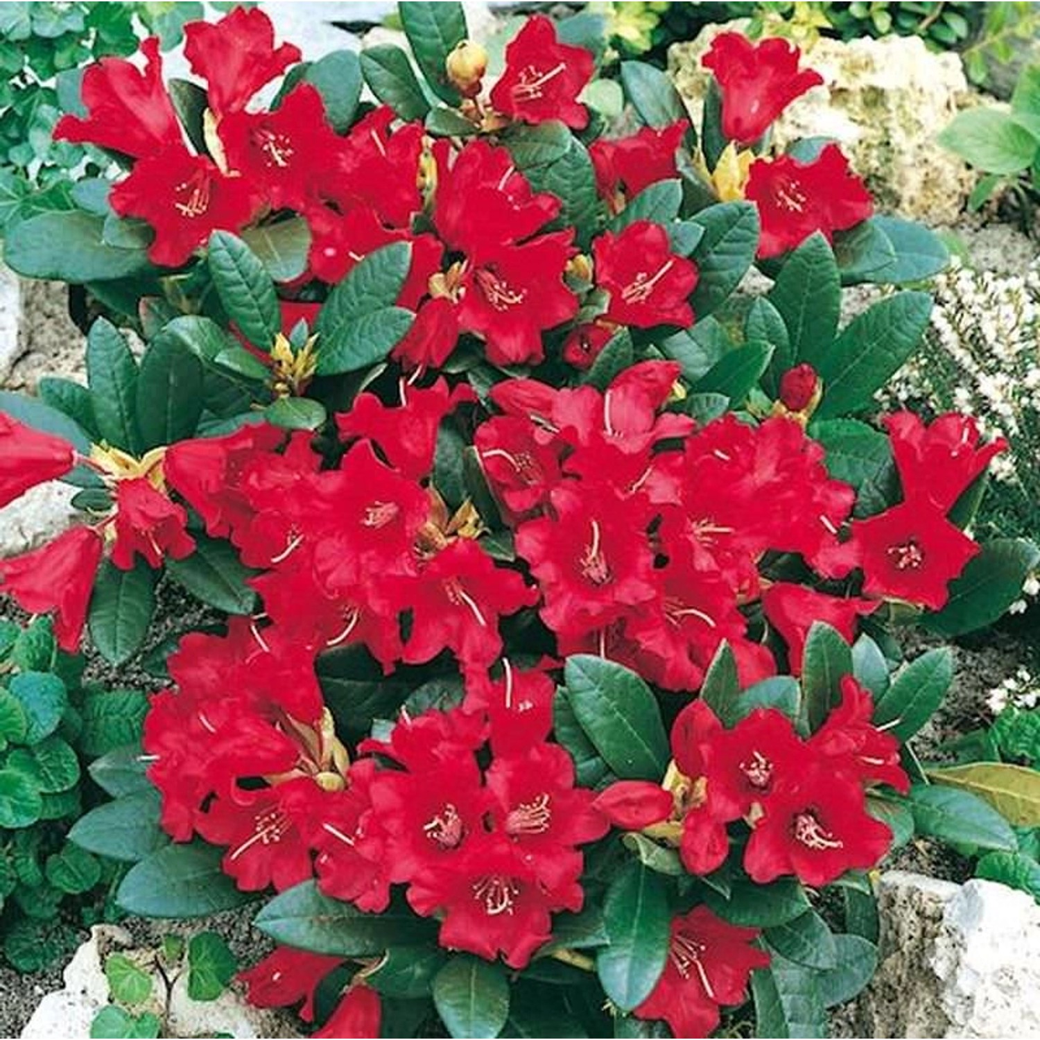 Zwerg Rhododendron Baden Baden 15-20cm - Rhododendron repens - Zwerg Alpenr günstig online kaufen