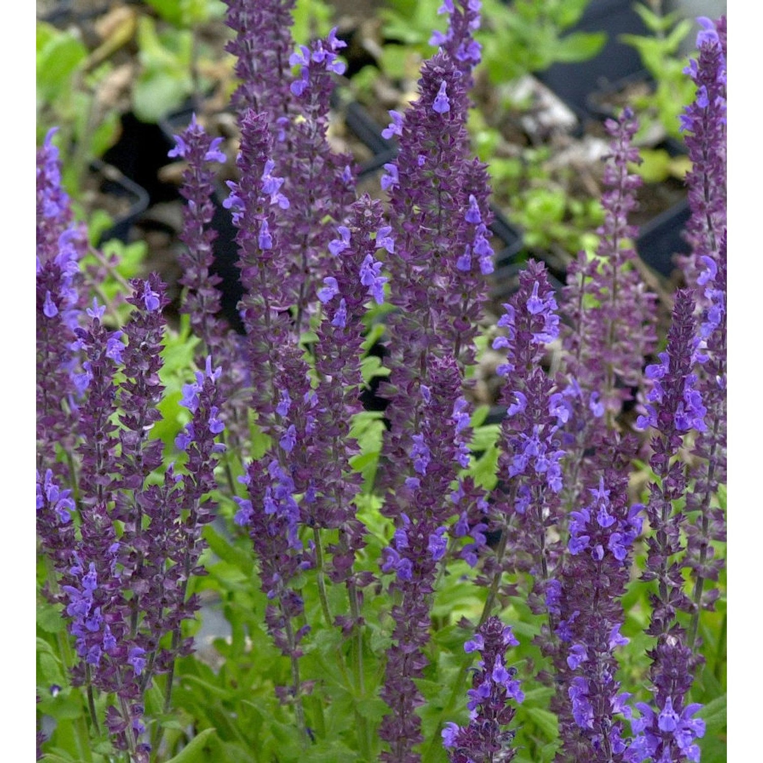 Ziersalbei Blaukönigin - Salvia nemorosa günstig online kaufen