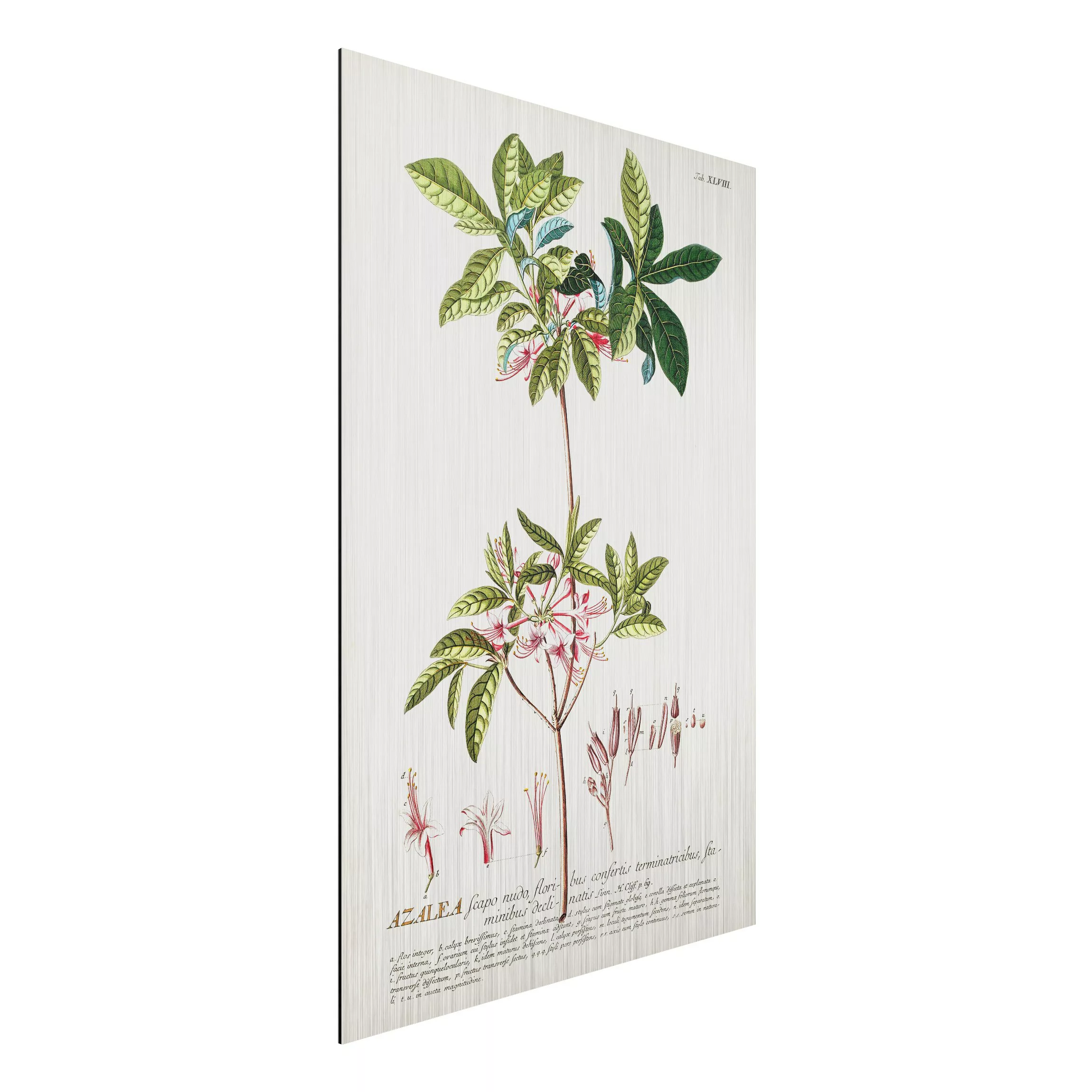 Alu-Dibond Bild Blumen - Hochformat 2:3 Vintage Botanik Illustration Azalee günstig online kaufen