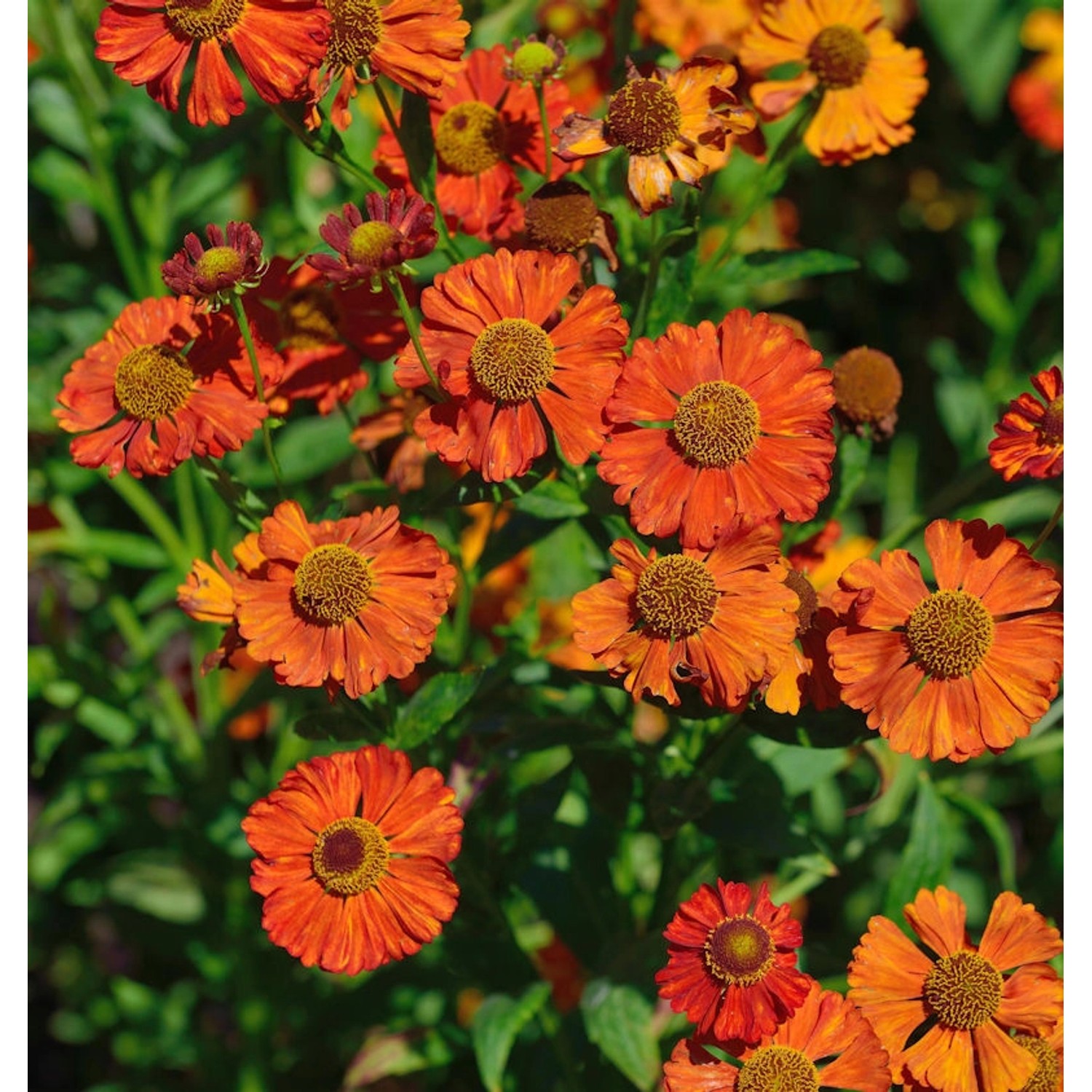 Sonnenbraut Indianersommer - Helenium günstig online kaufen