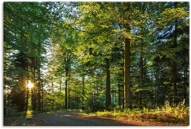 Artland Wandbild »Waldweg im Romantischen Schwarzwald«, Waldbilder, (1 St.) günstig online kaufen