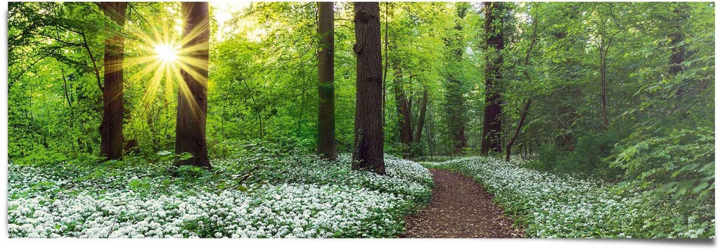 Reinders Poster "Waldlichtung Frühling", (1 St.) günstig online kaufen