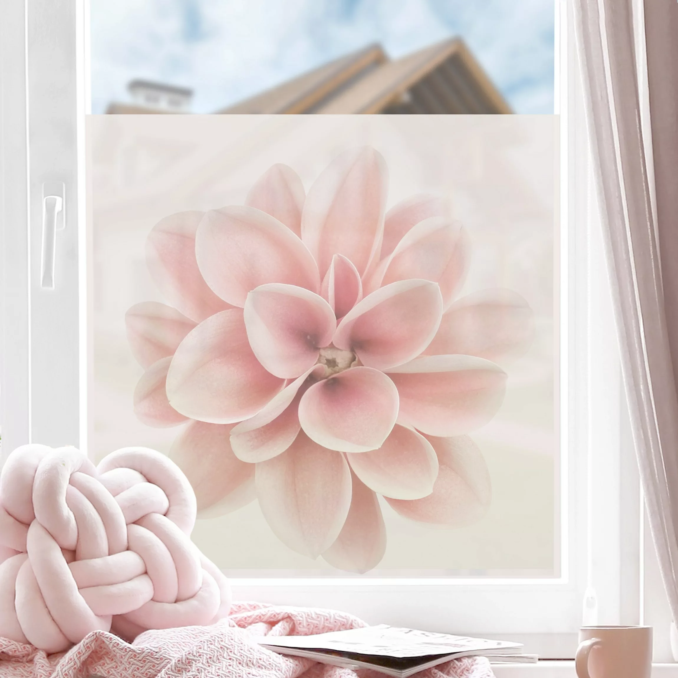 Fensterfolie Dahlie Rosa Pastell Blume Zentriert günstig online kaufen
