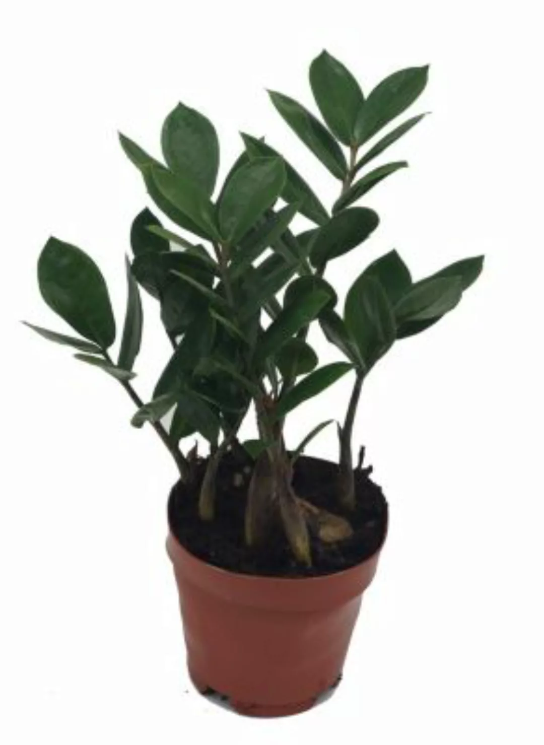 Gärtnerei Müller Zamie (Zamioculcas zamiifolia), ca. 35cm hoch, 12cm Topf g günstig online kaufen