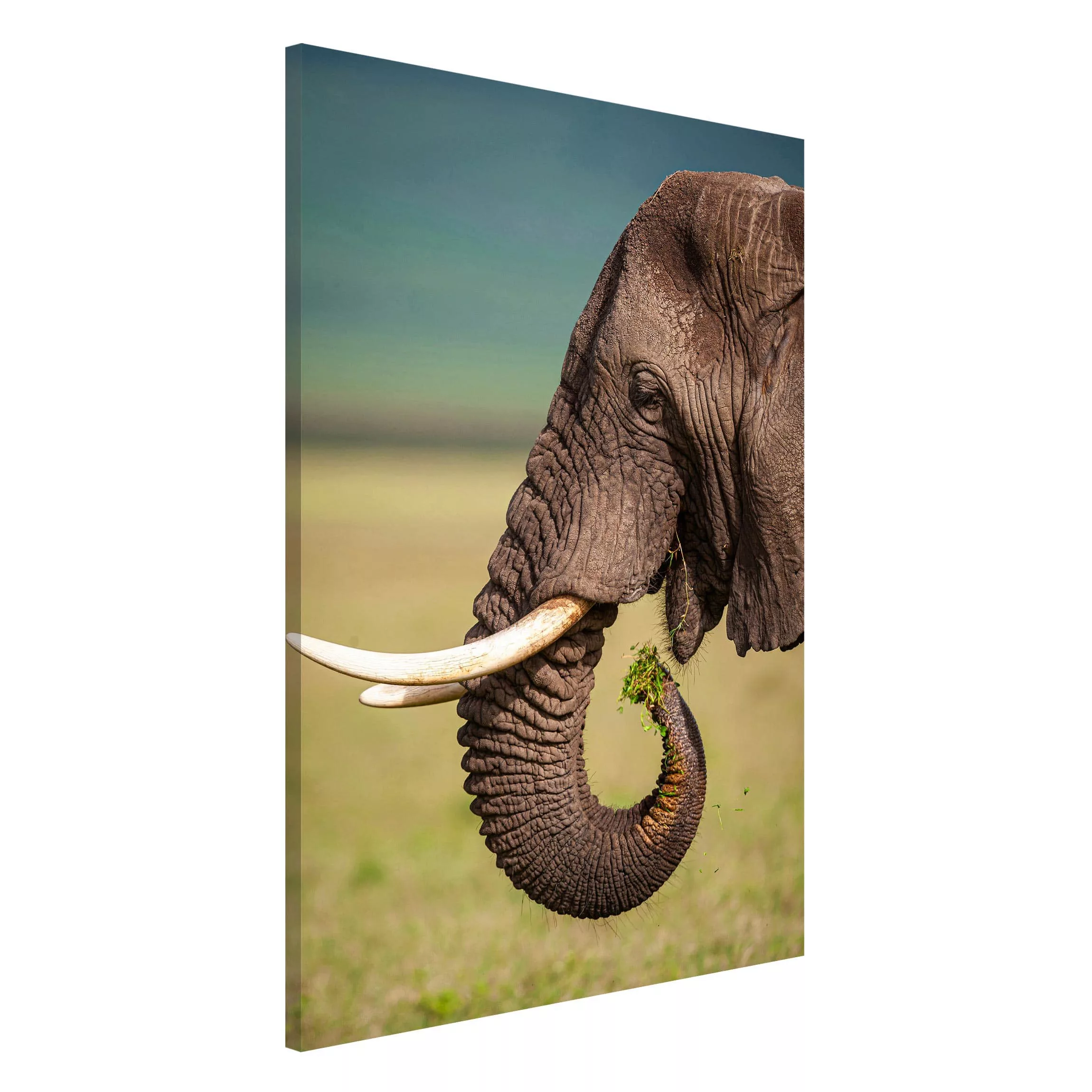 Magnettafel Tiere - Hochformat 2:3 Elefantenfütterung Afrika günstig online kaufen