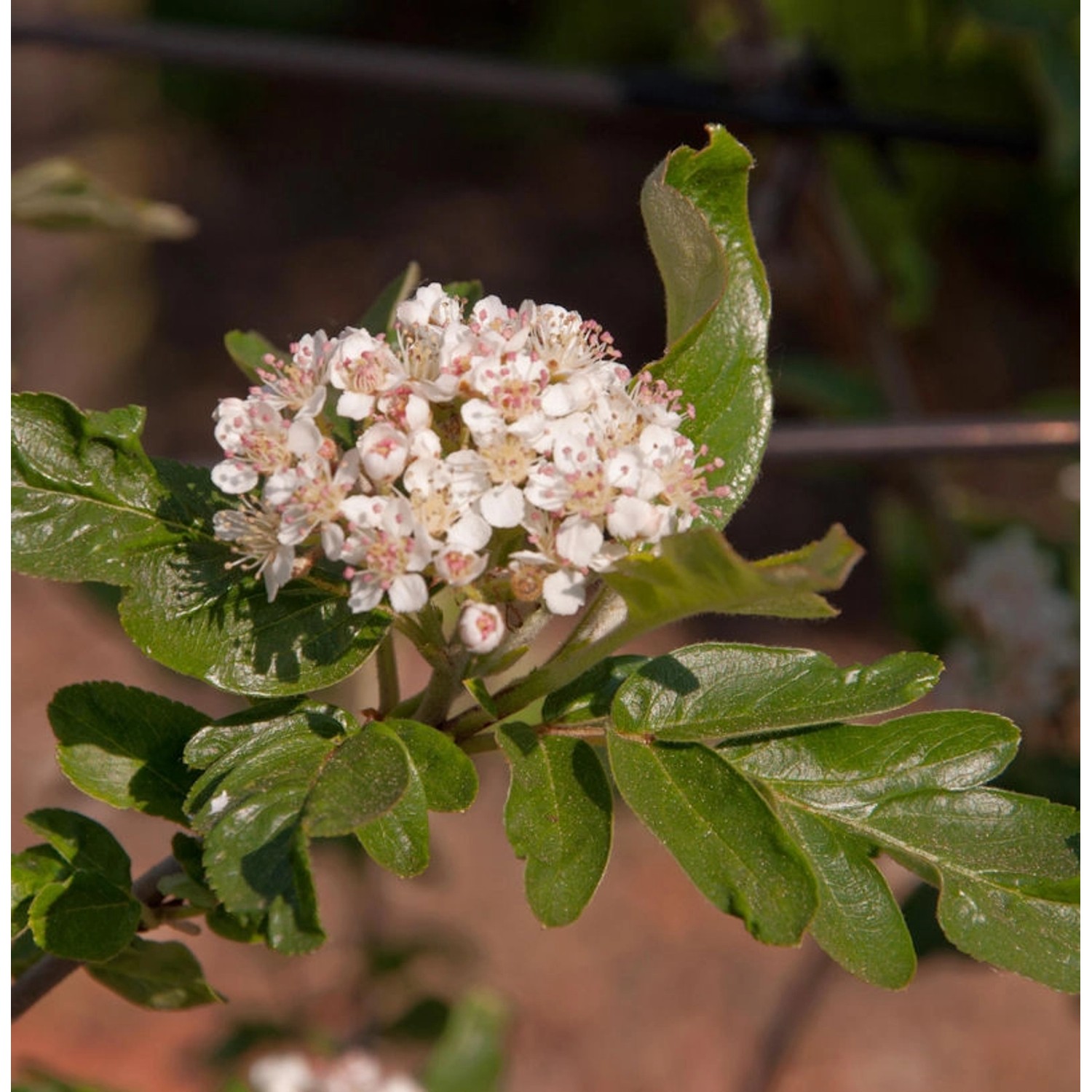 Frucht Eberesche Burka 60-80cm - Sorbus aucuparia günstig online kaufen