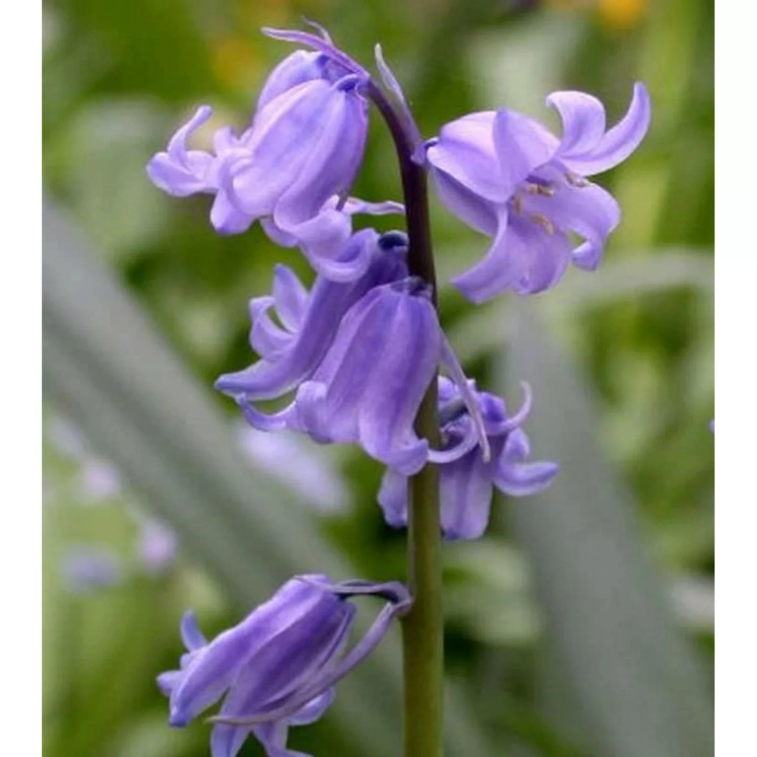 Glockenblaustern Excelsior - Hyacinthoides hispanica günstig online kaufen