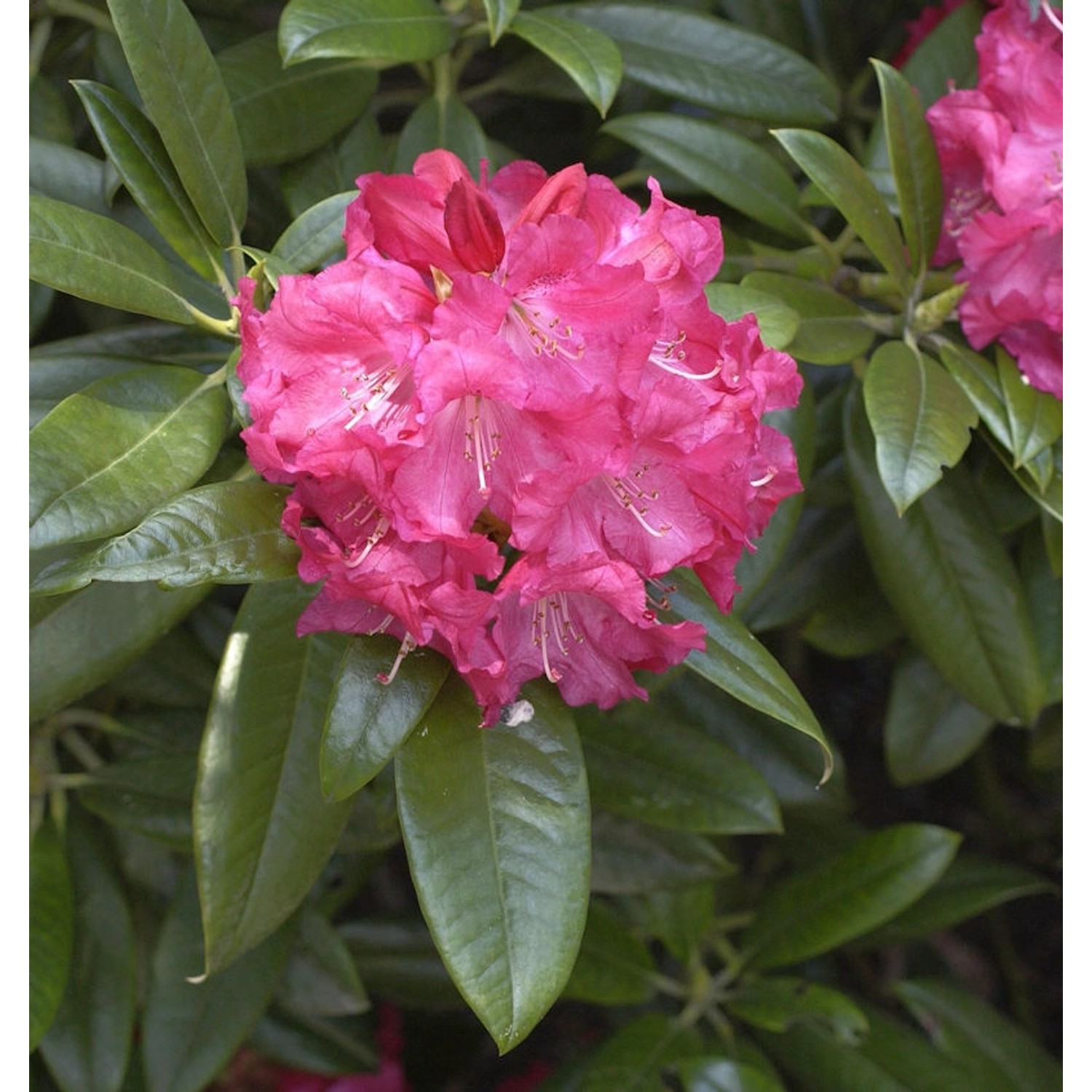 INKARHO - Großblumige Rhododendron Diana Hemel 25-30cm - Alpenrose günstig online kaufen