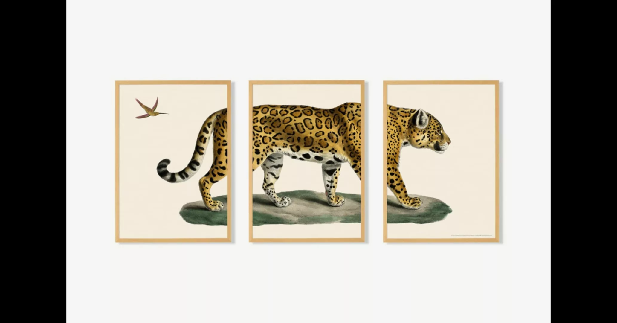 3 x Natural History Museum 'Vintage Jaguar' gerahmte Kunstdrucke (A2) - MAD günstig online kaufen