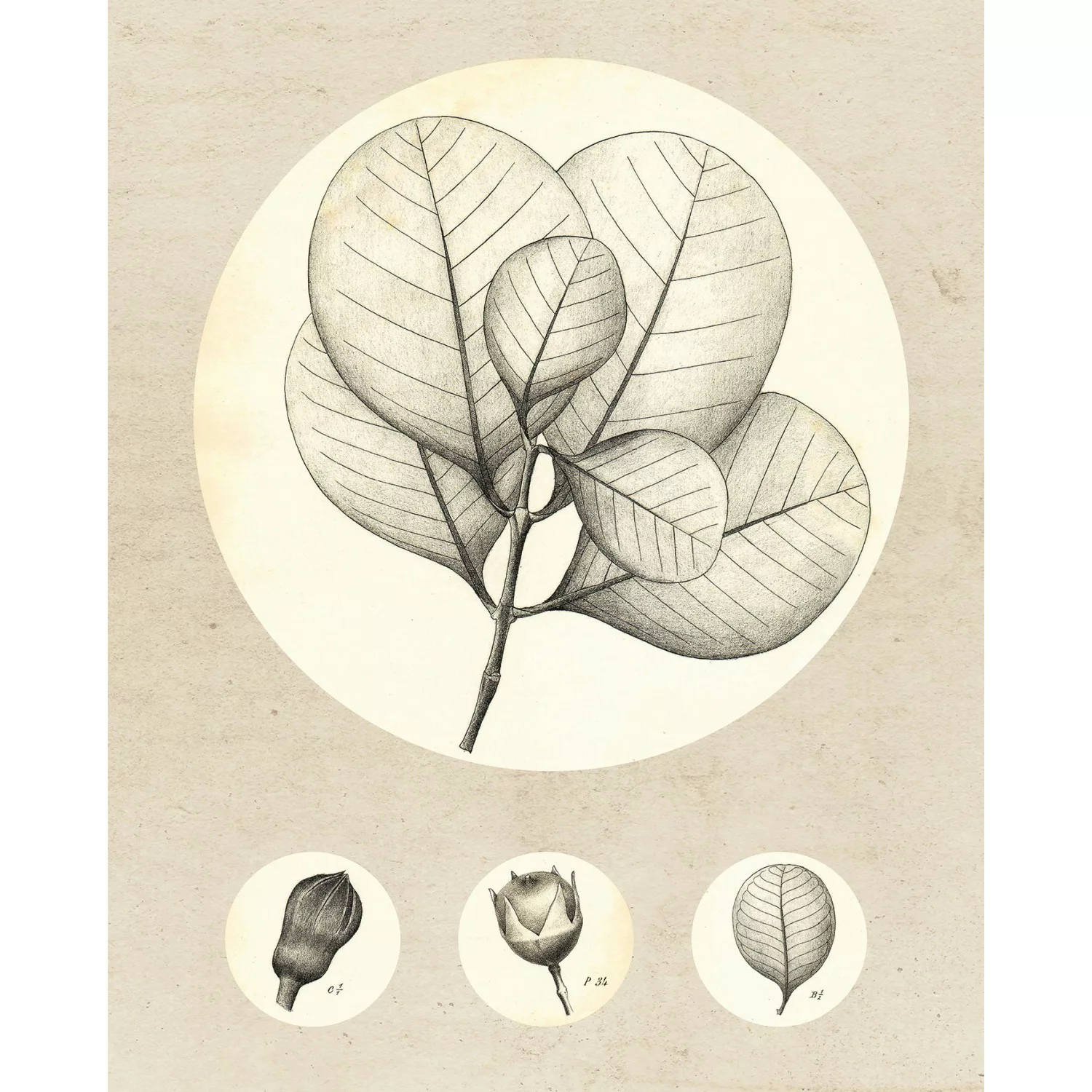 Komar Poster »Transparent Leaf«, Pflanzen-Blätter, (1 St.) günstig online kaufen