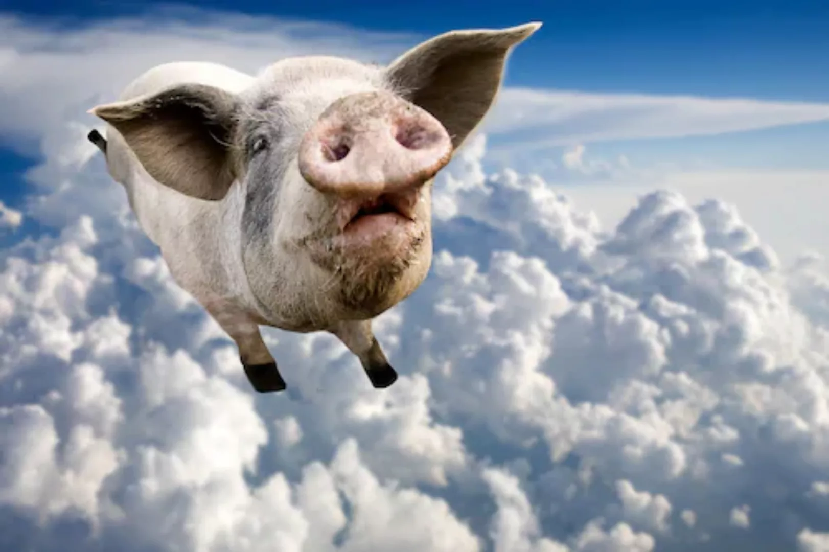 Papermoon Fototapete »Fliegende Schweine« günstig online kaufen