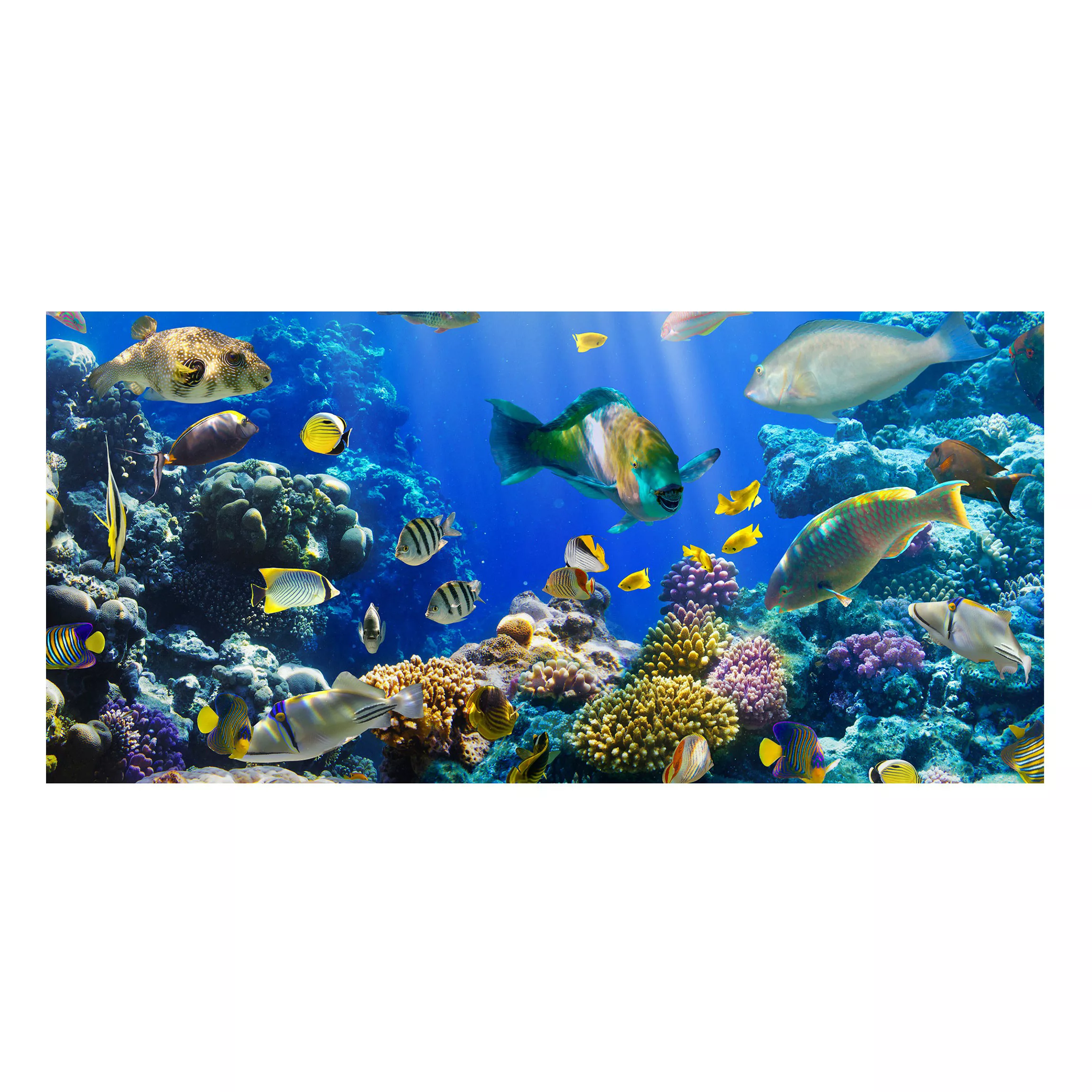 Magnettafel Tiere - Querformat 2:1 Underwater Reef günstig online kaufen