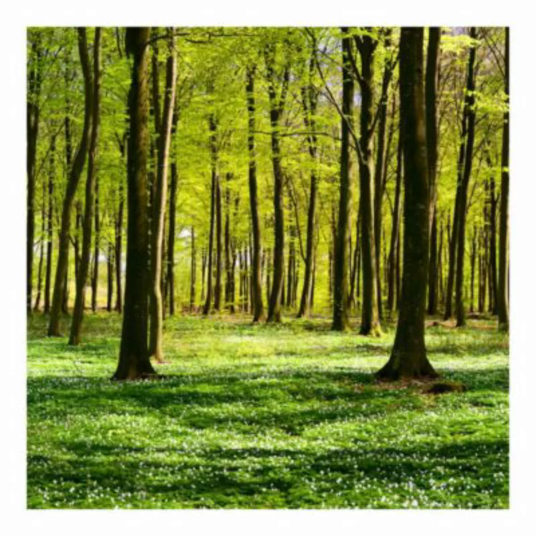 Bilderwelten Fototapete Wald Waldwiese grün Gr. 336 x 336 günstig online kaufen