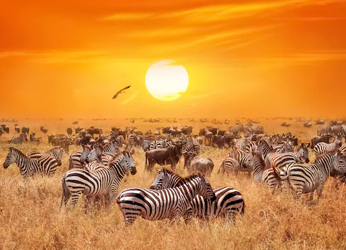 Papermoon Fototapete »African Antelopes and Zebras« günstig online kaufen