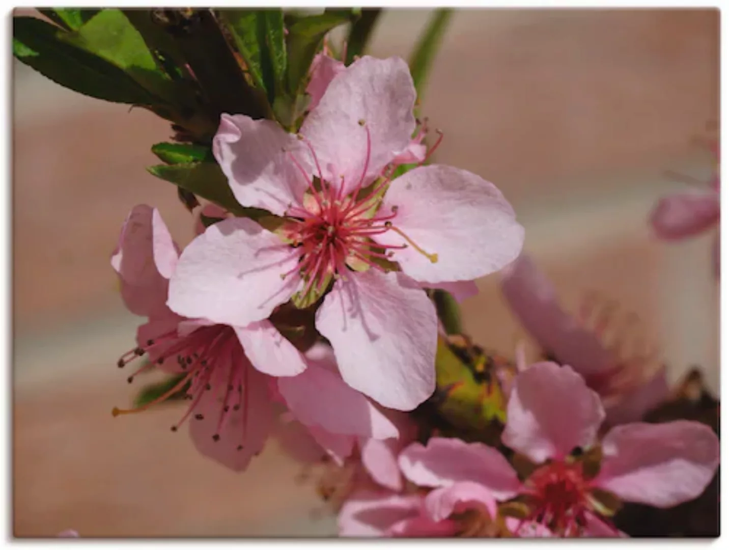 Artland Leinwandbild "Rosafarbene Pfirsichblüten", Blumen, (1 St.) günstig online kaufen