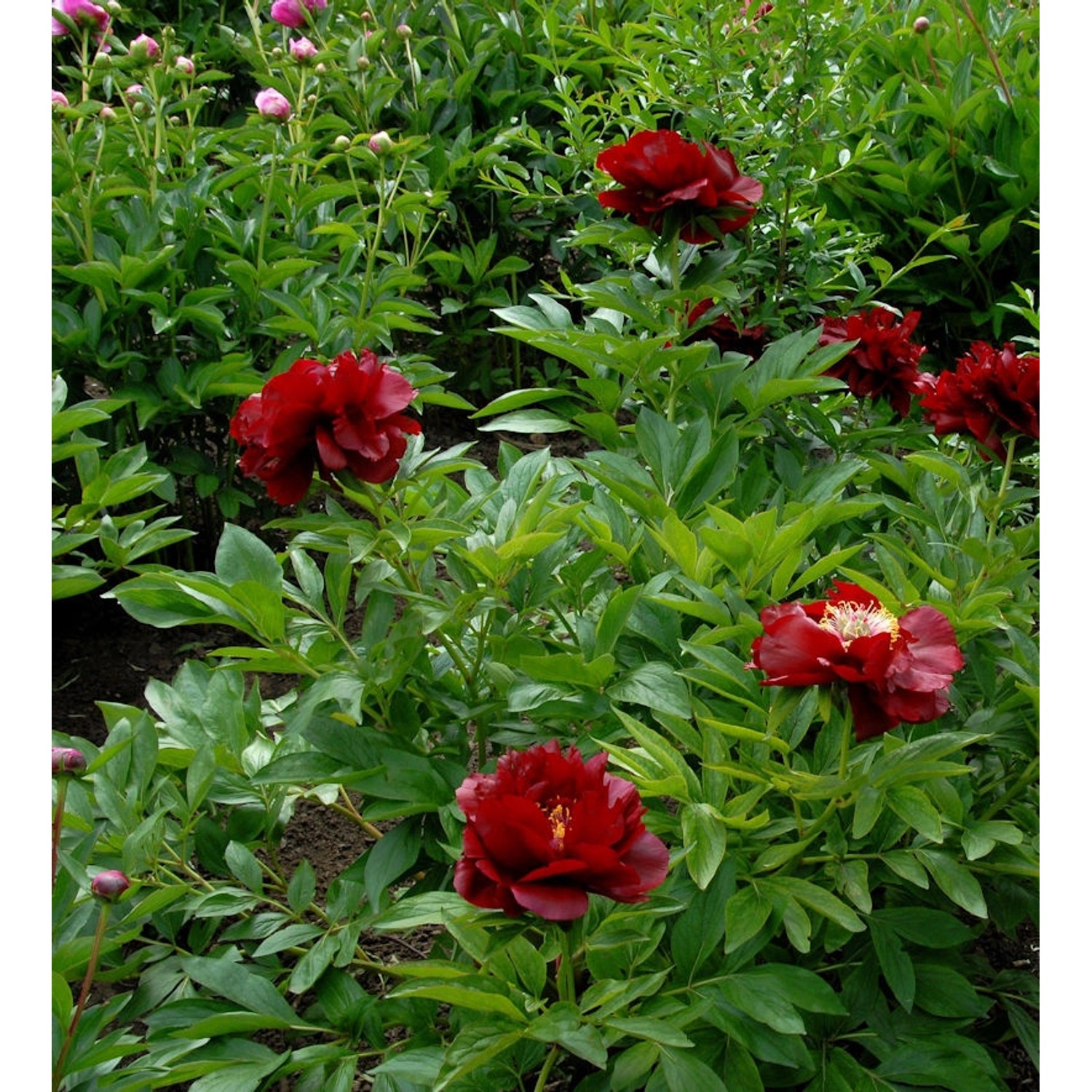 Strauchpfingstrose Rot - Paeonia suffruticosa günstig online kaufen