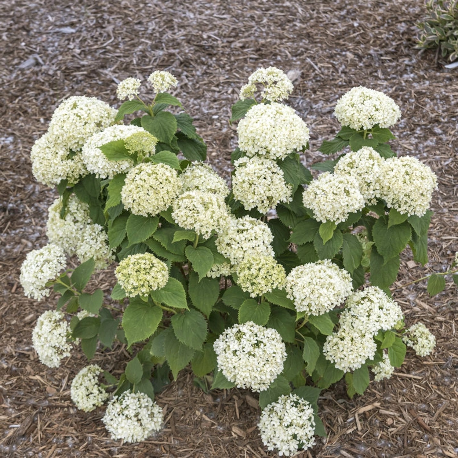 Zwerg-Hortensie Bianchetta 30-40cm - Hydrangea arborescens günstig online kaufen