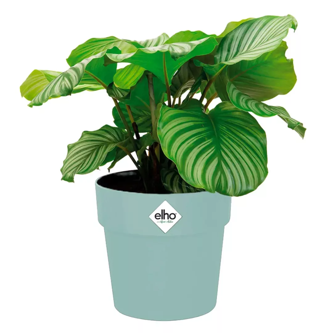 Blumentopf Mint 18x17cm 2,9L günstig online kaufen