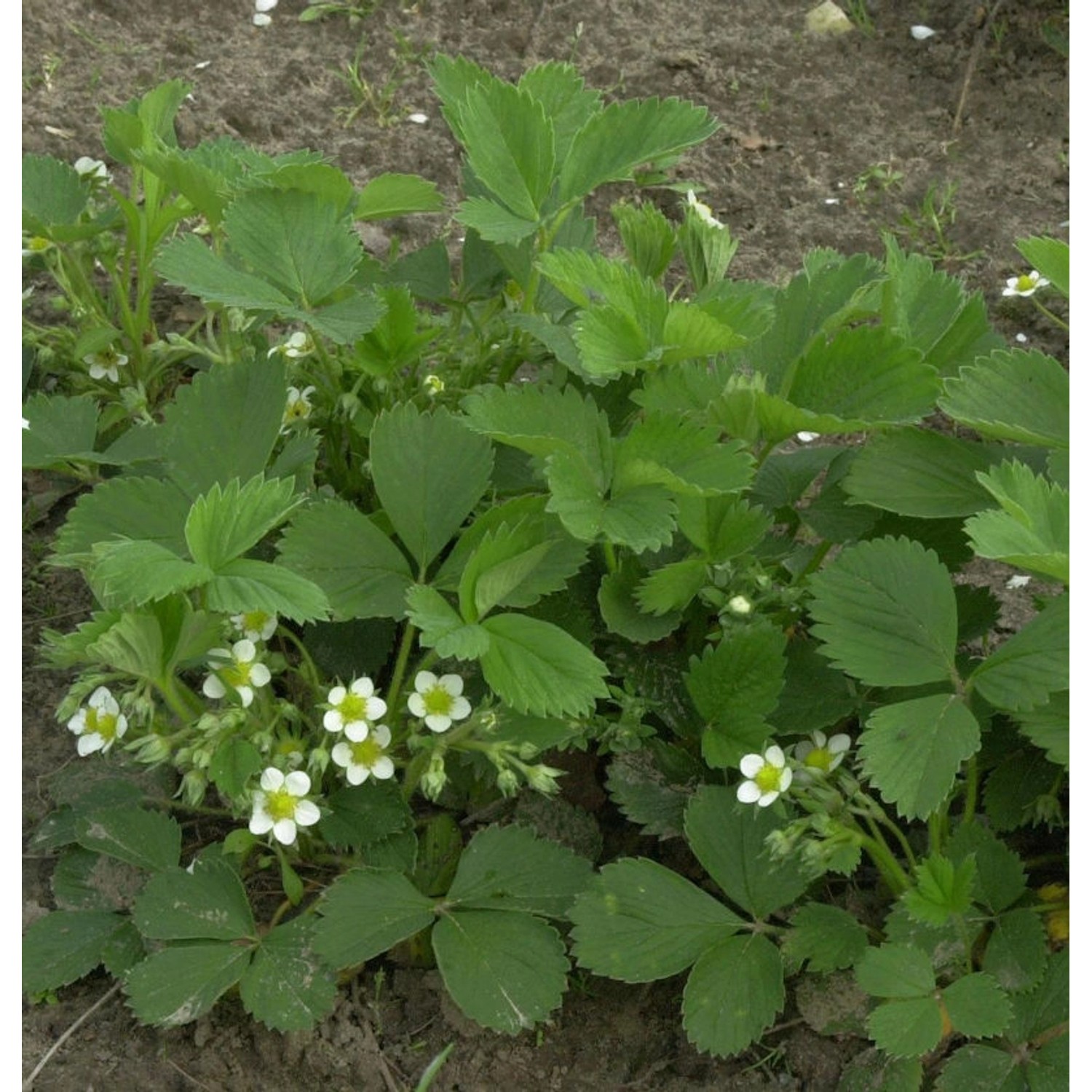 Garten Erdbeere Hummi - Fragaria ananassa günstig online kaufen